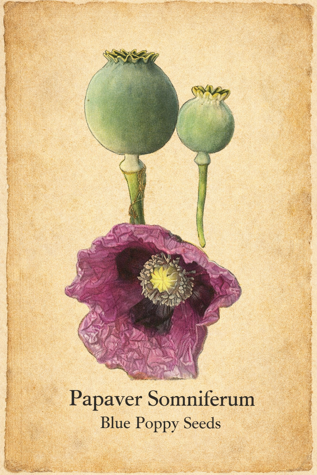 Ripkitty Premium Whole Raw Organic Blue Poppy Spain Seeds - Papaver Somniferum - Multicolor - Ornamental Garden Bloom