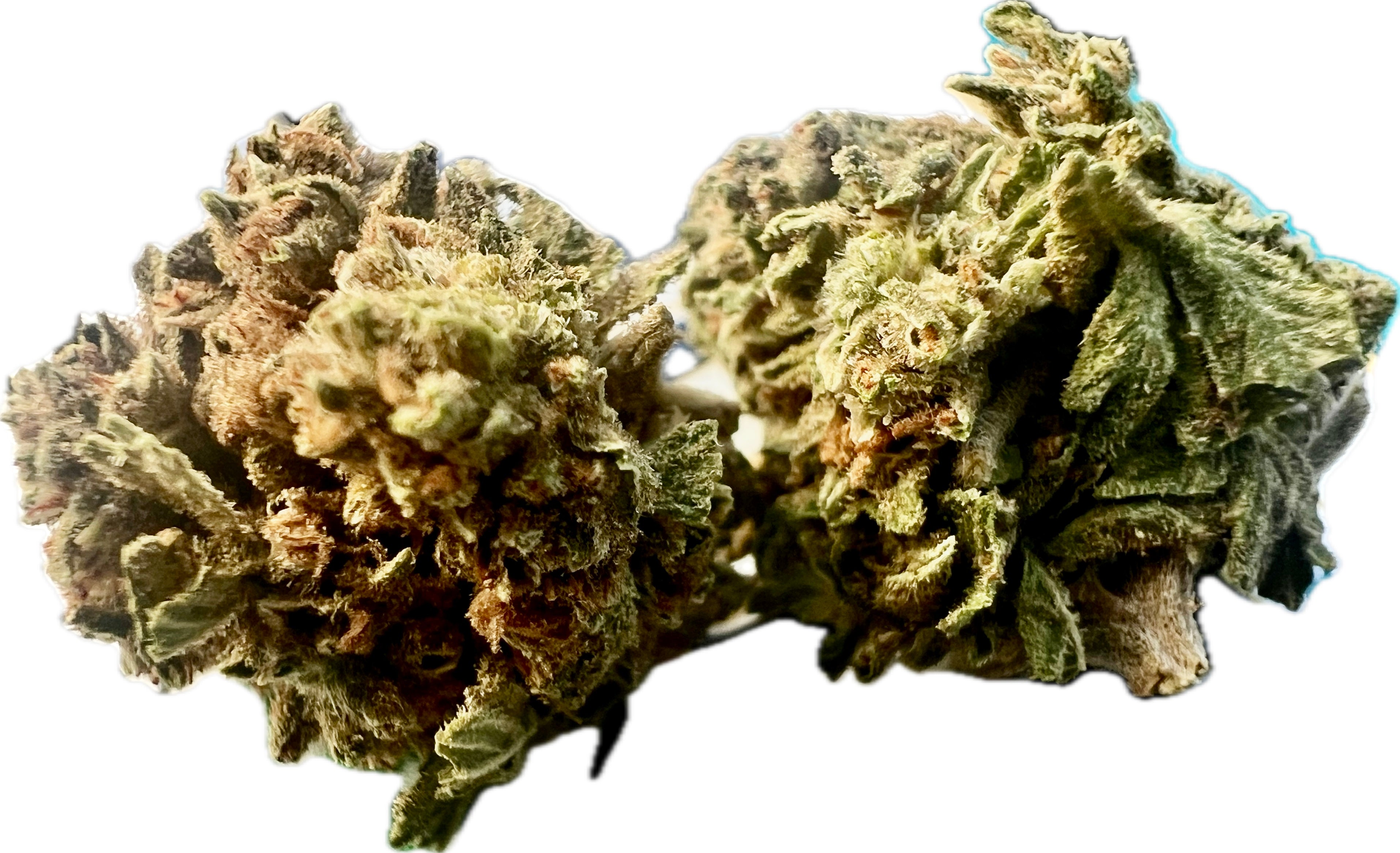 Ripkitty Gelato #33 THCA Hemp Flowers