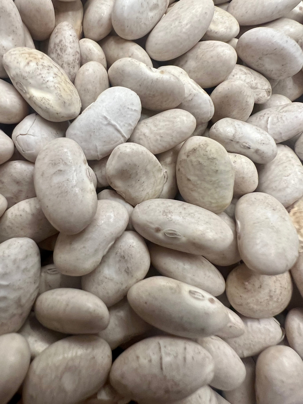 White Beans “Cannellini” Seeds Grow Your Own