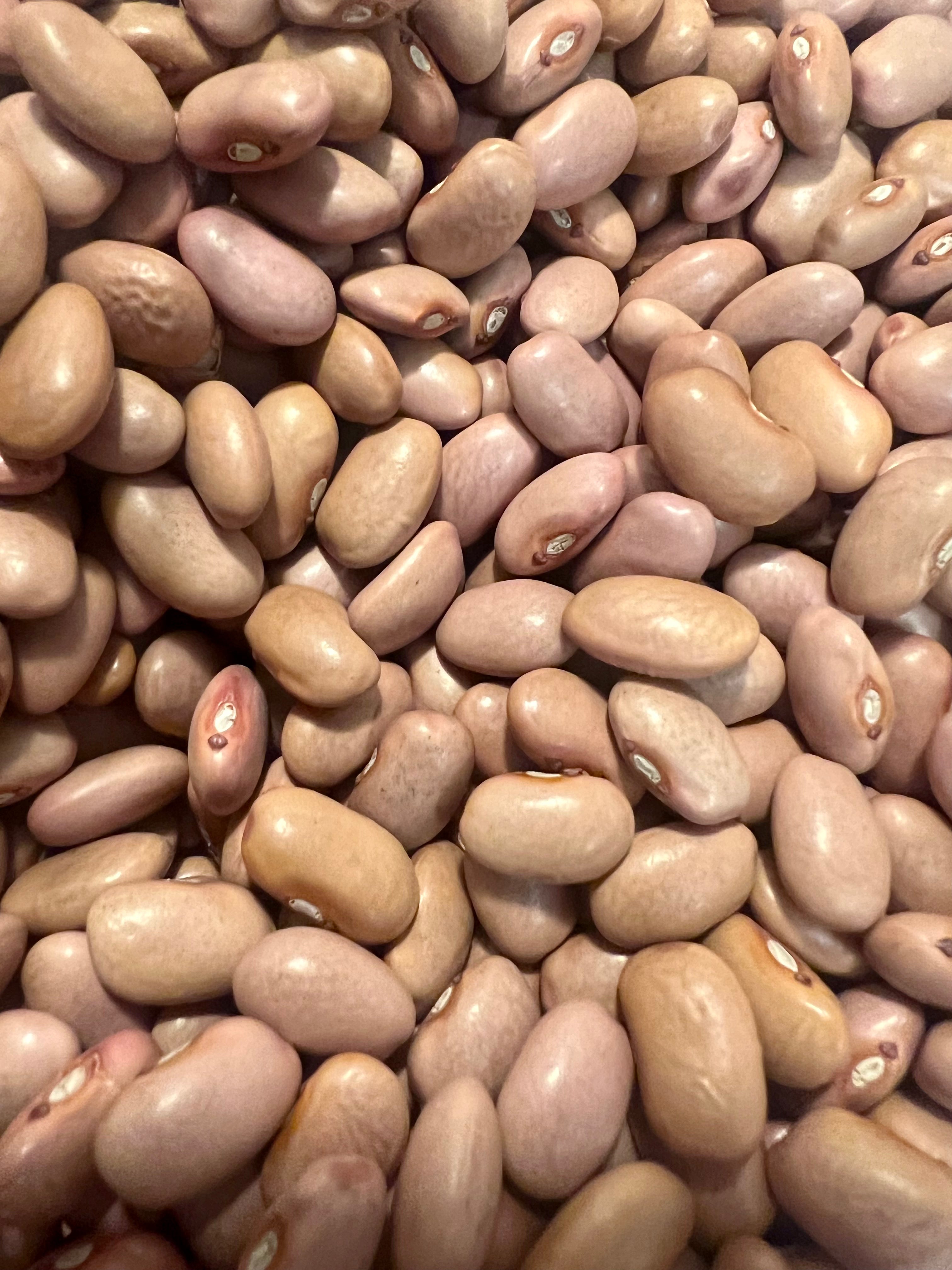Ripkitty "O'odham" Pink Beans - Phaseolus Vulgaris High-Yield Seeds