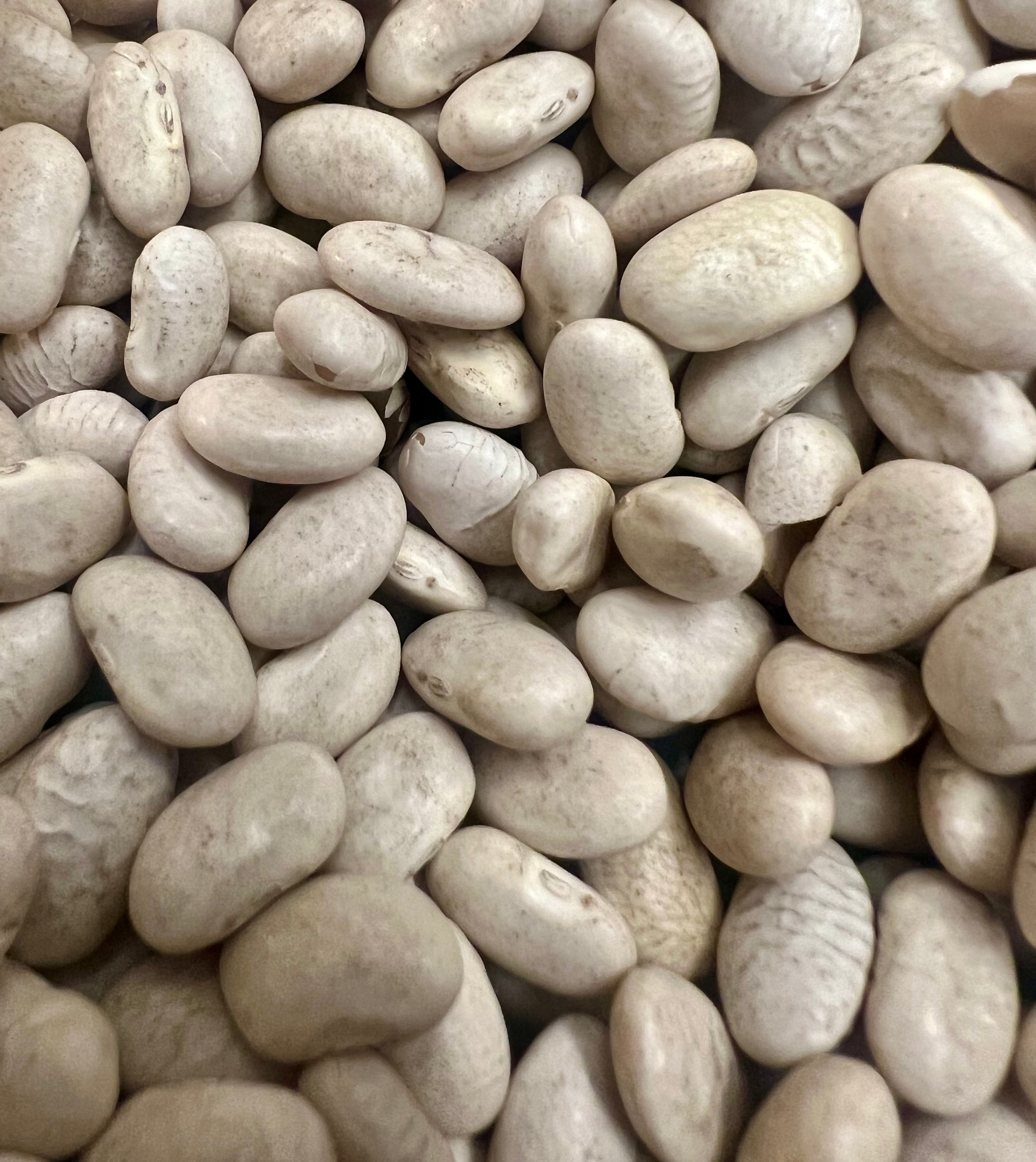White Beans “Cannellini” Seeds Grow Your Own