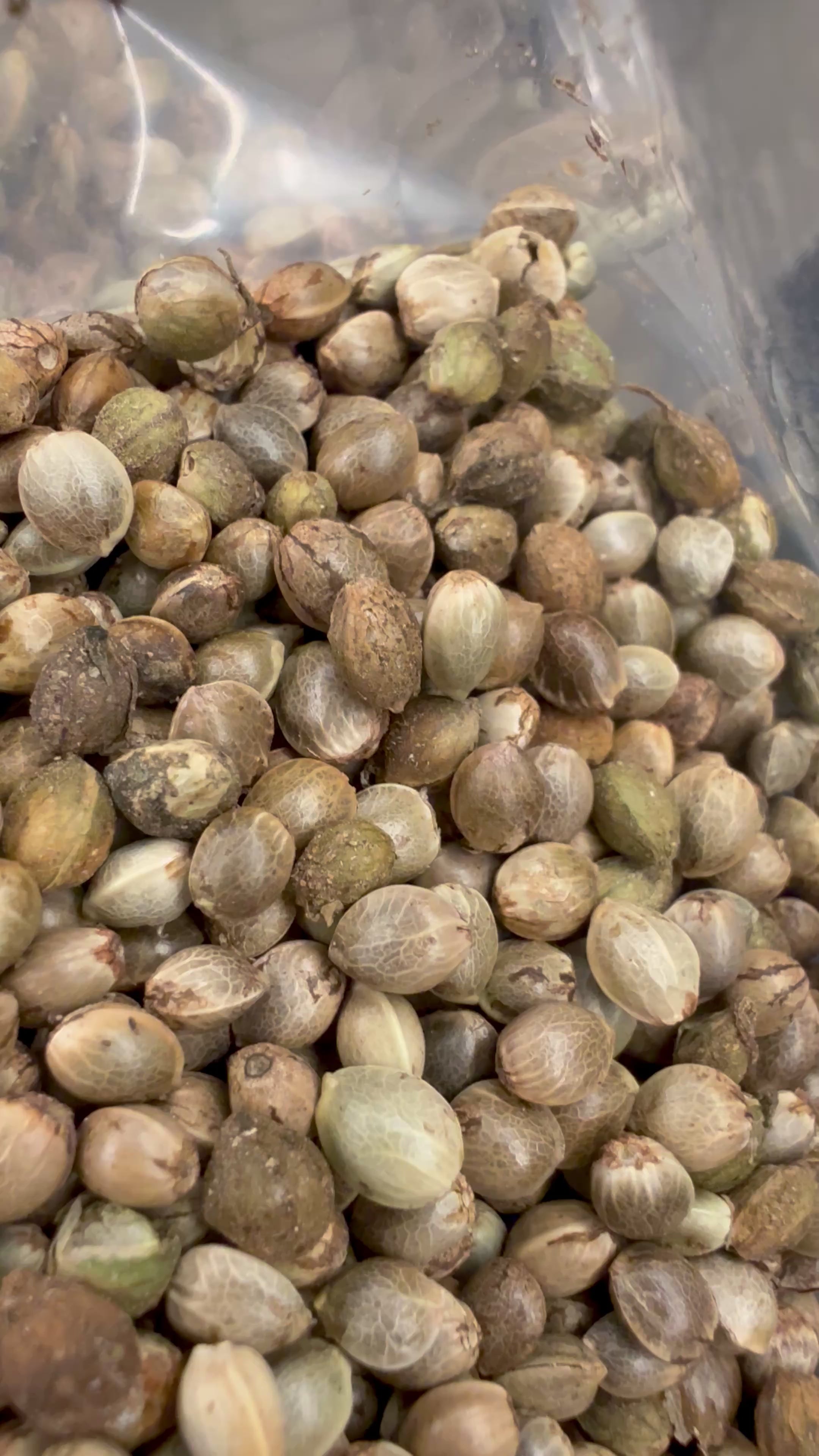 Ripkitty International & Domestic Live Raw Viable Hemp Seeds Sold in Bulk & Single Amounts for Agriculture, Poultry, Equine Feeding, & Livestock