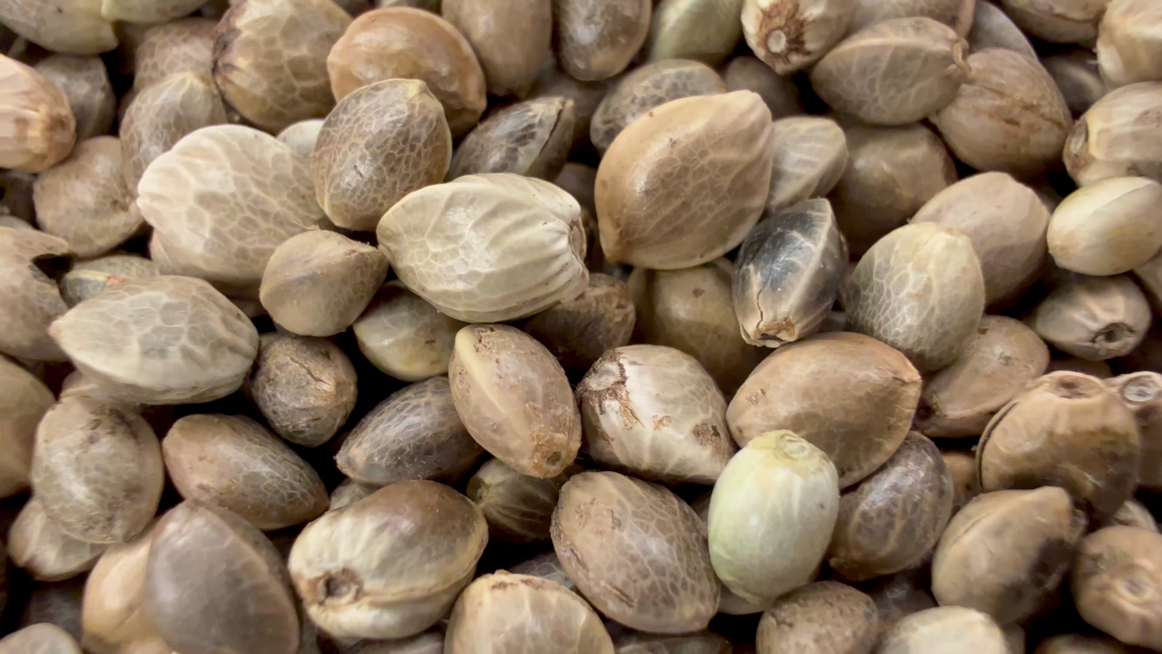 Ripkitty International & Domestic Live Raw Viable Hemp Seeds Sold in Bulk & Single Amounts for Agriculture, Poultry, Equine Feeding, & Livestock