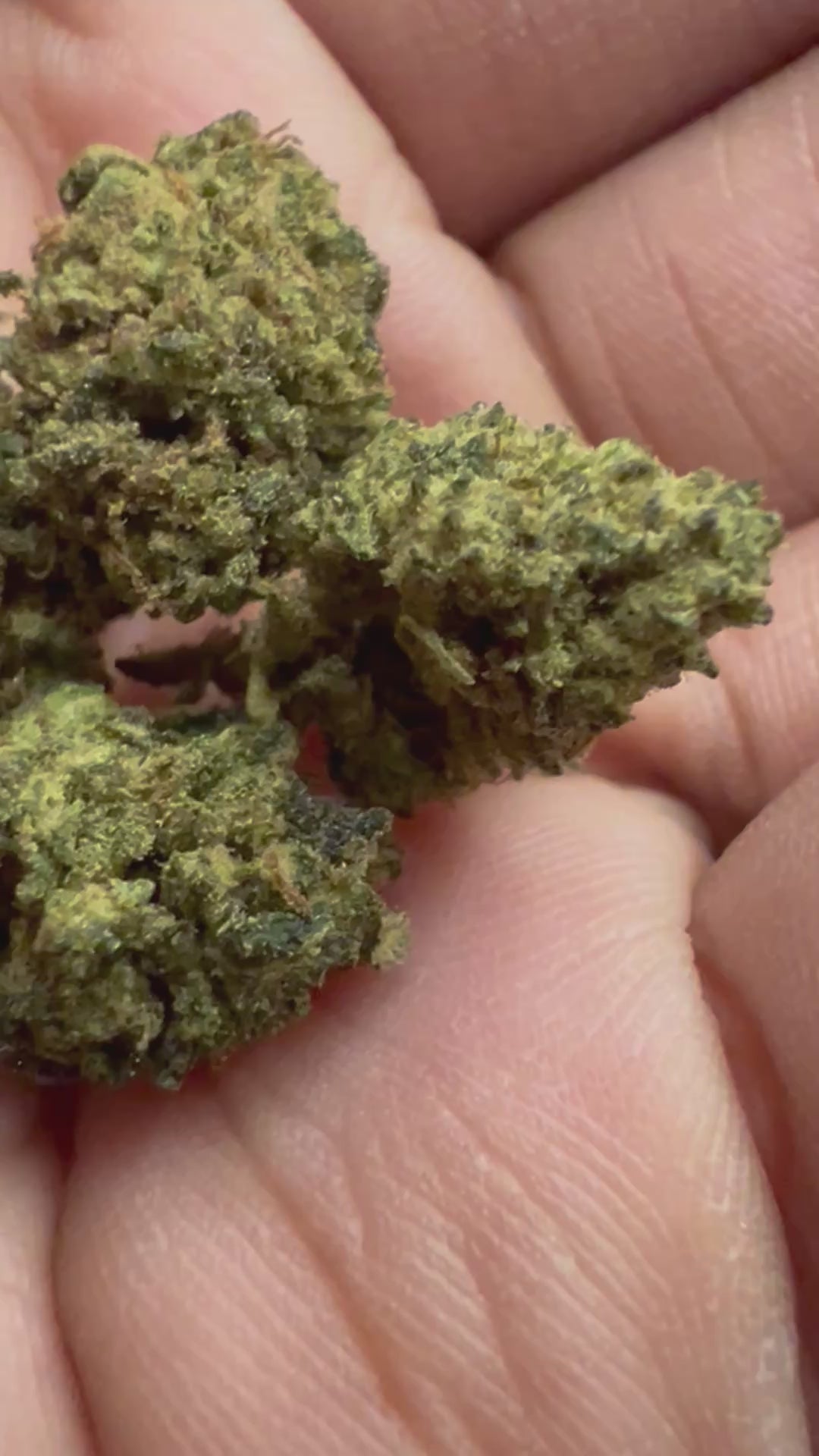 Ripkitty Royal OG HHC Hemp Flowers Video