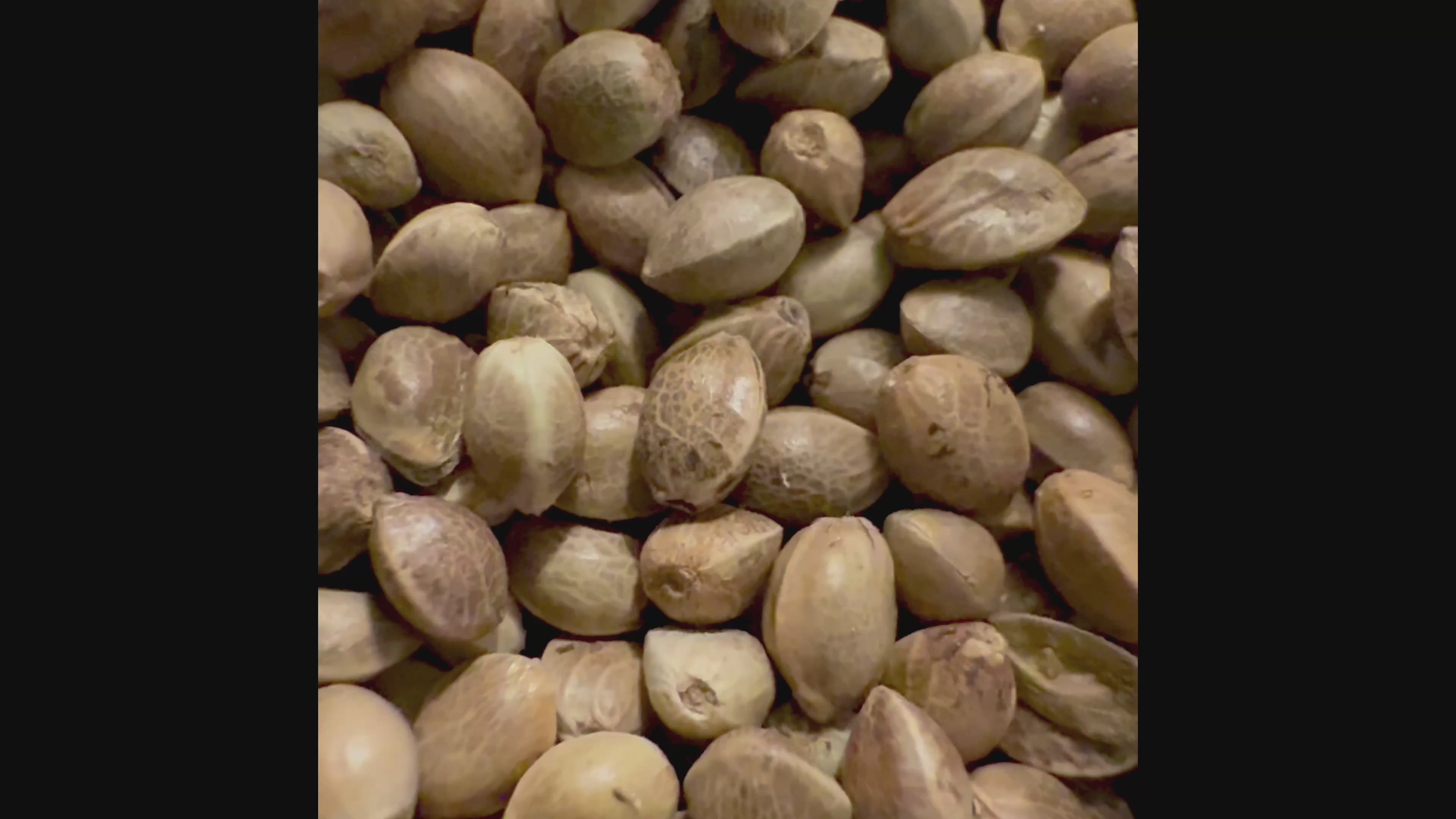 Ripkitty Premium Live Raw Viable Sprouts Organic Whole Hemp Seeds