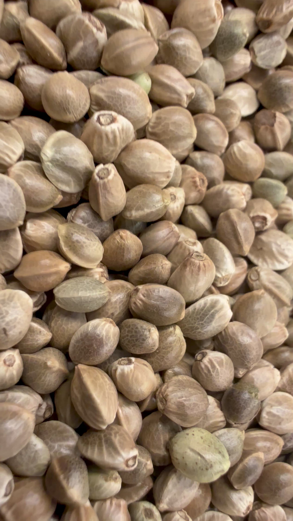 Ripkitty International & Domestic Live Raw Viable Hemp Seeds Sold in Bulk & Single Amounts for Agriculture, Poultry, Equine Feeding, & Livestock