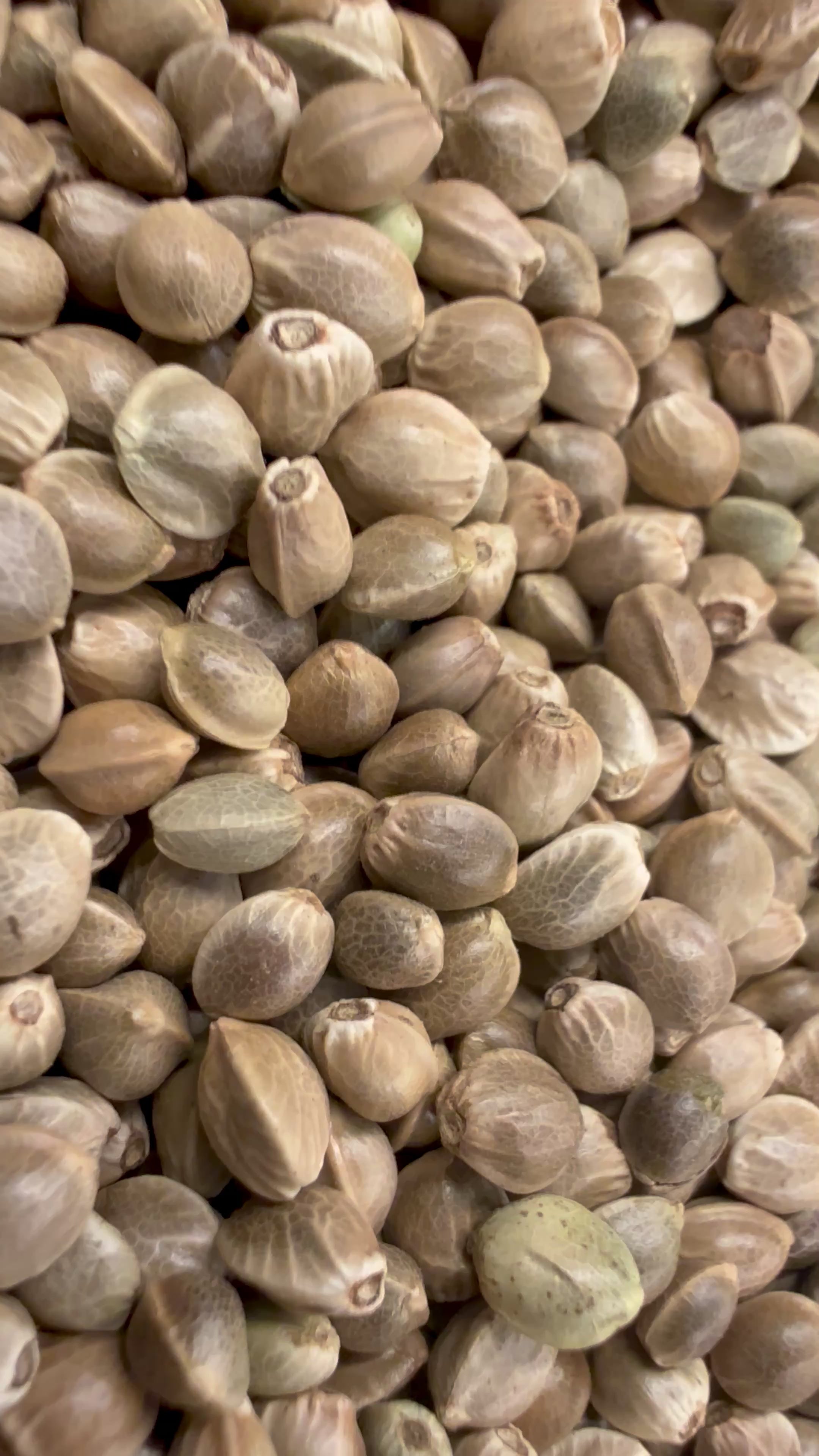 Ripkitty International & Domestic Live Raw Viable Hemp Seeds Sold in Bulk & Single Amounts for Agriculture, Poultry, Equine Feeding, & Livestock