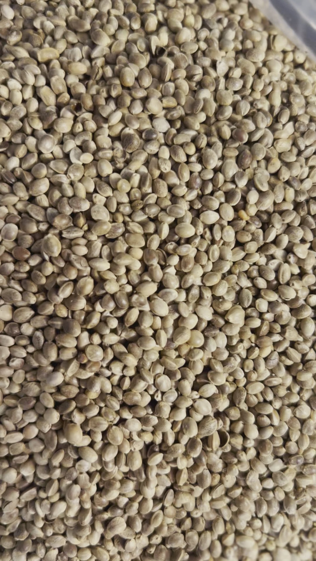Ripkitty Premium Toasted Organic Hemp Seeds