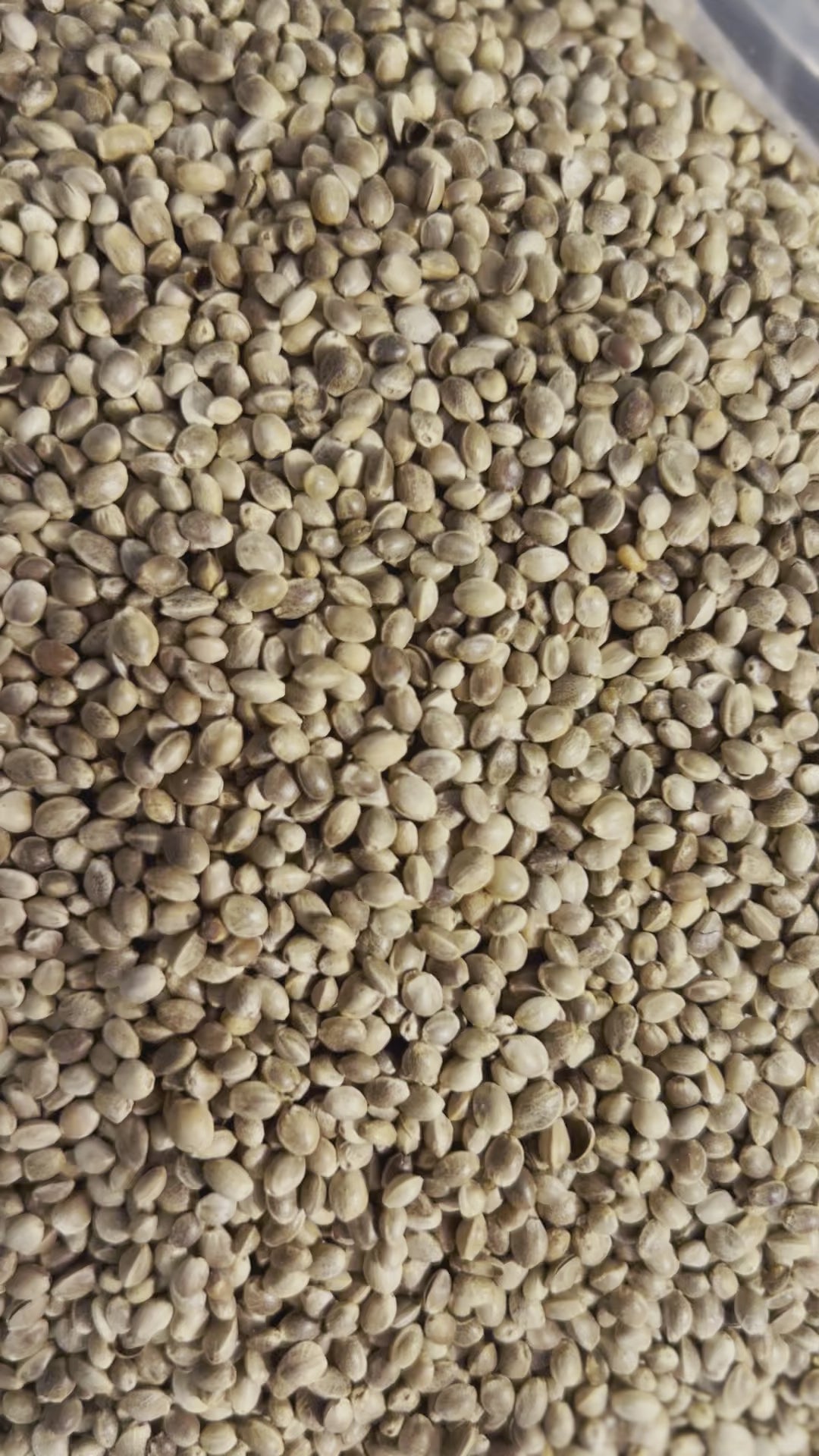 Ripkitty Premium Toasted Organic Hemp Seeds