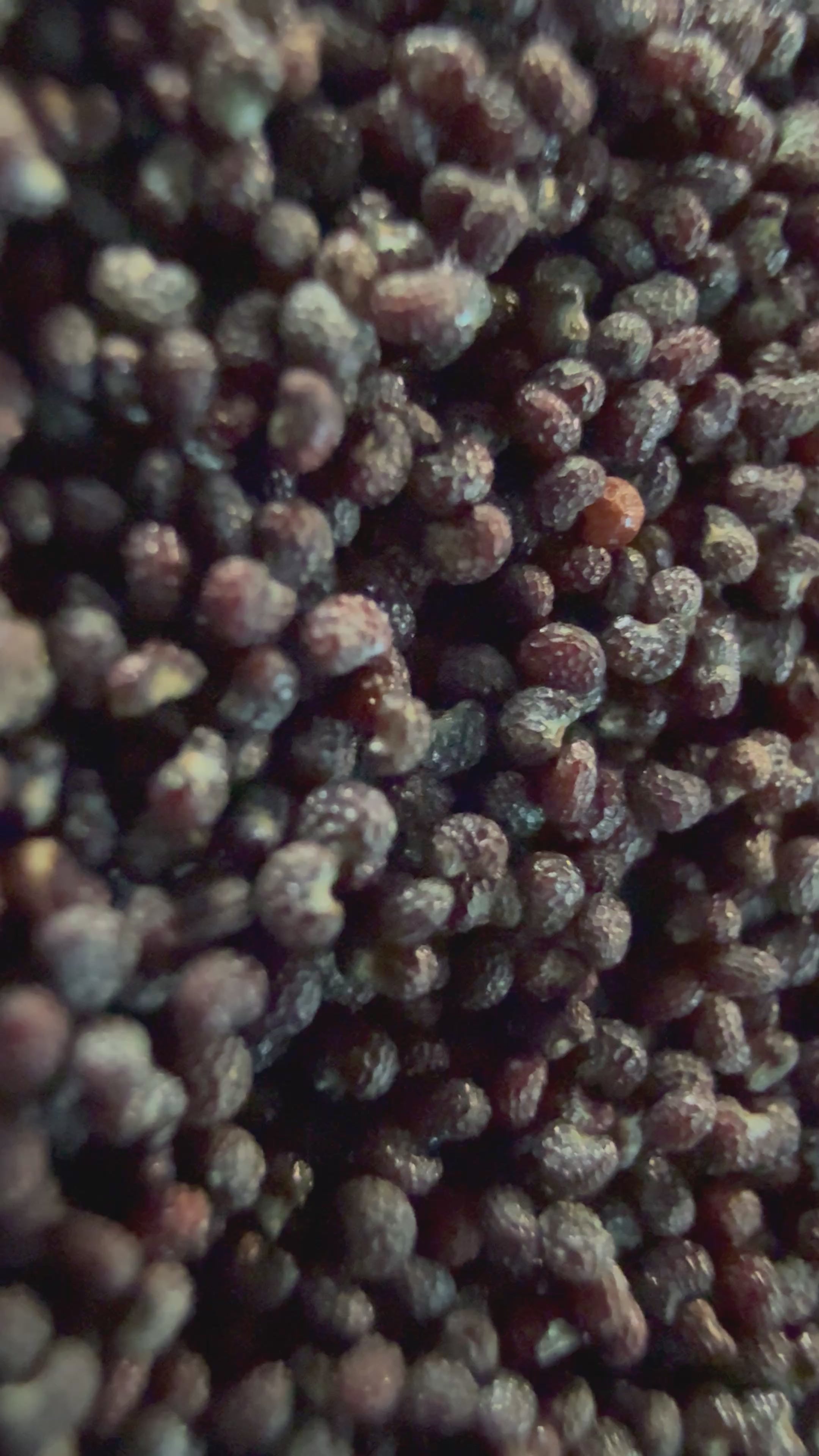 Ripkitty Premium Unwashed Untreated Unprocessed Organic Natural Whole Raw Papaver Somniferum Culinary Poppy Seeds