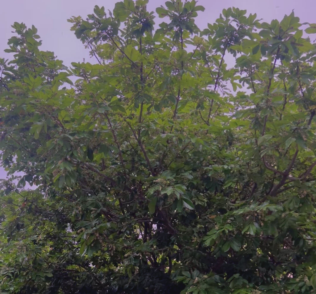 Ripkitty Signature Ornamental Ackee Seeds (Blighia sapida) | High-Viability Tropical Seeds