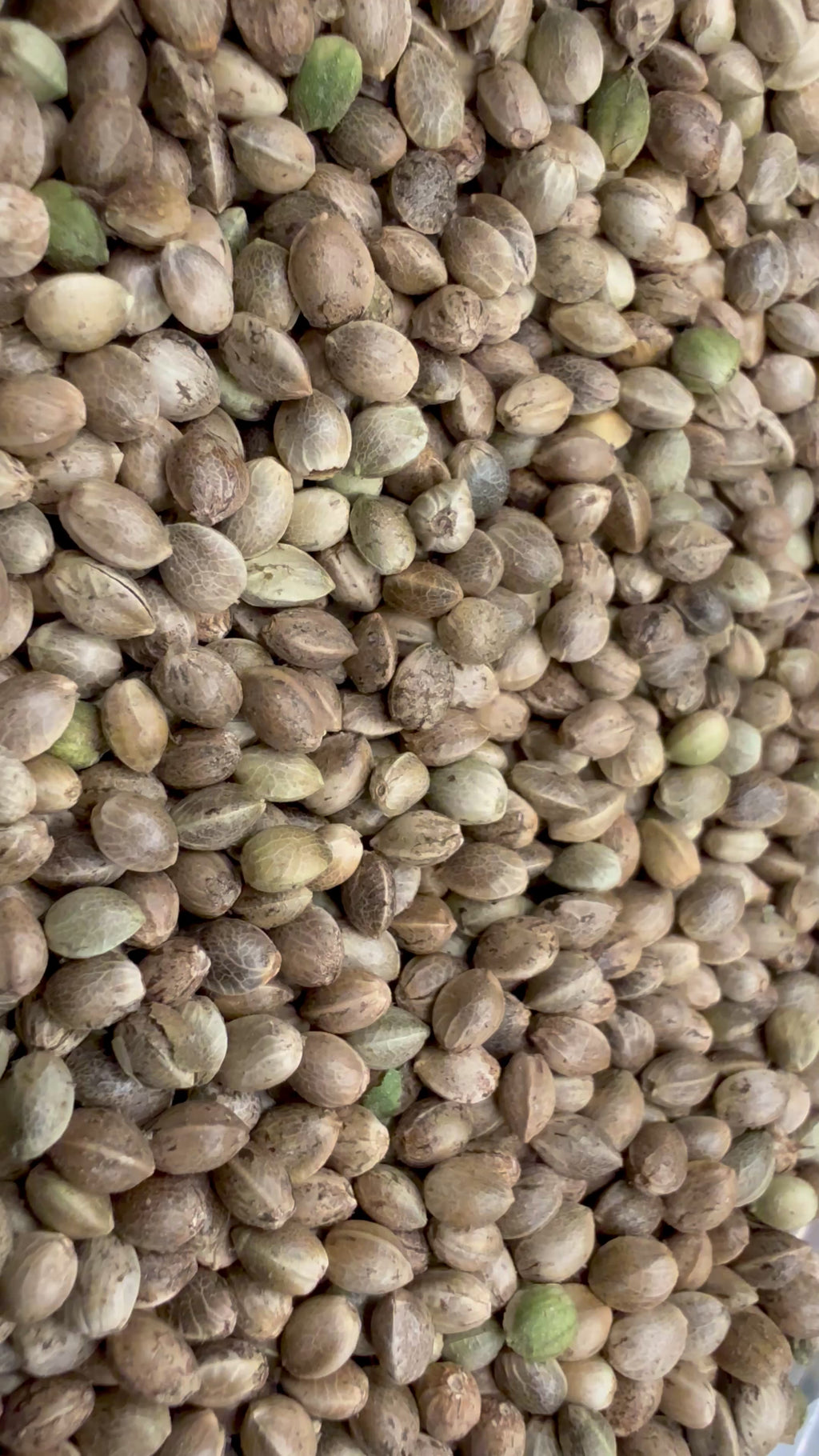 Ripkitty International & Domestic Live Raw Viable Hemp Seeds Sold in Bulk & Single Amounts for Agriculture, Poultry, Equine Feeding, & Livestock