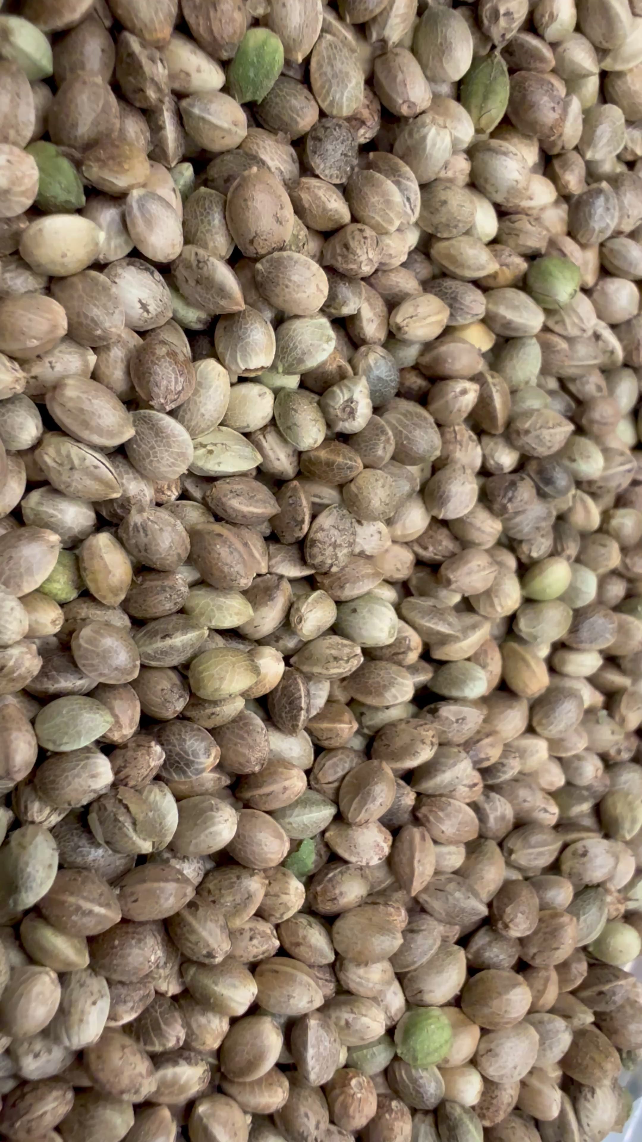 Ripkitty International & Domestic Live Raw Viable Hemp Seeds Sold in Bulk & Single Amounts for Agriculture, Poultry, Equine Feeding, & Livestock