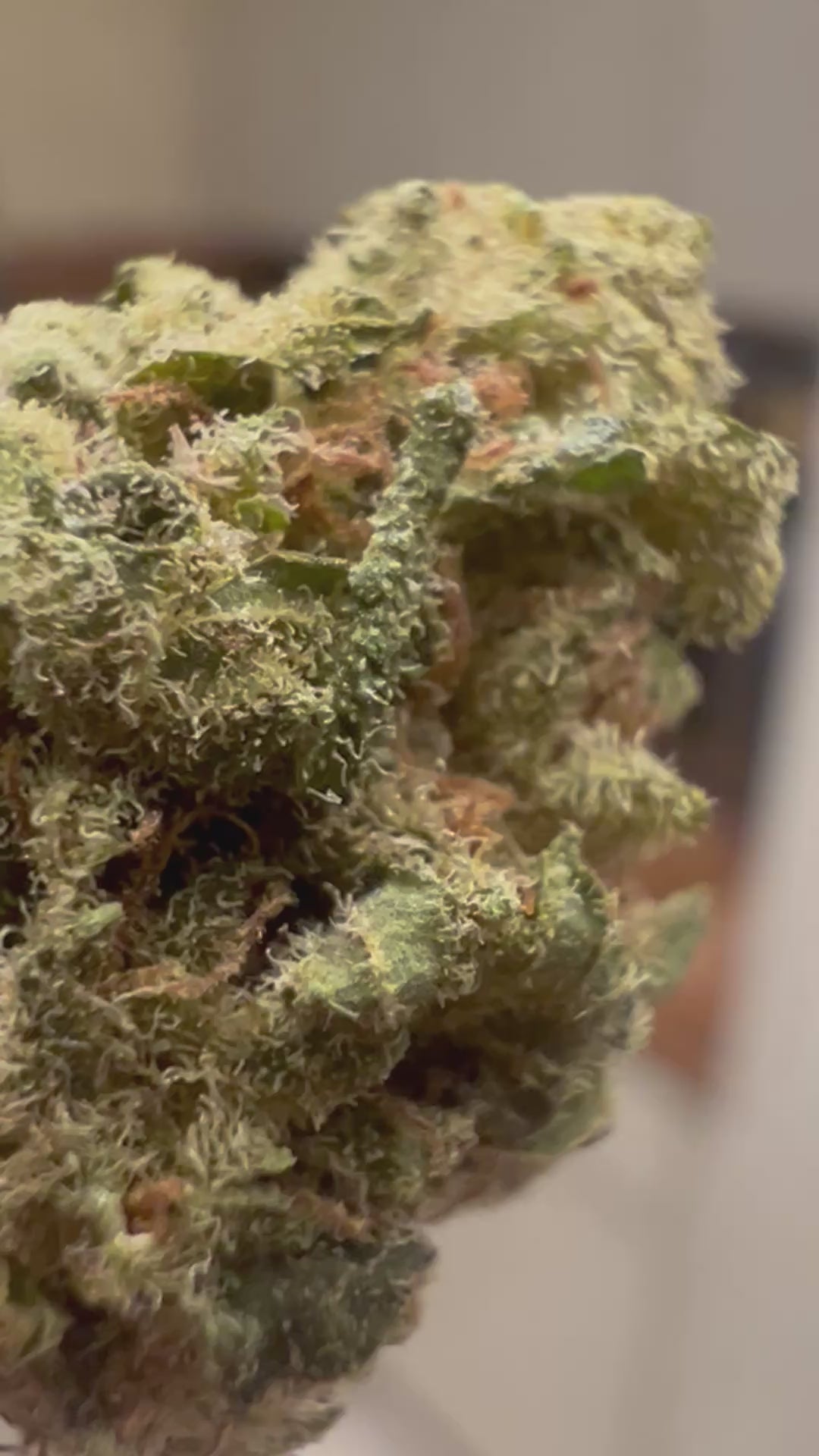Ripkitty Suver Haze CBD Hemp Flowers