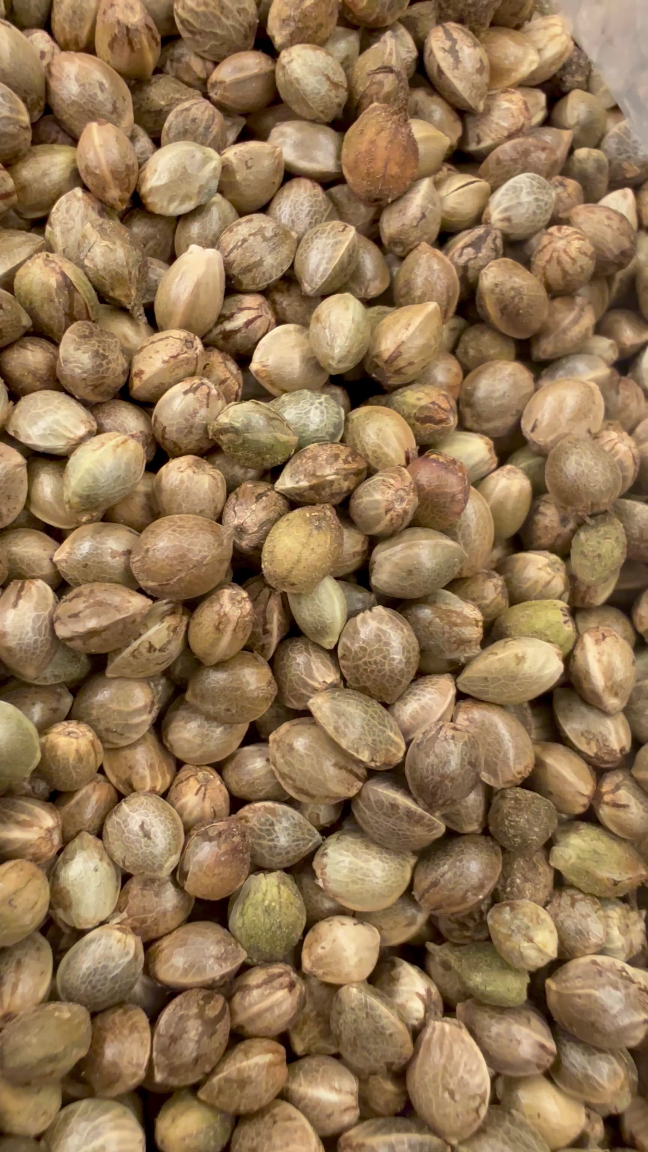 Ripkitty International & Domestic Live Raw Viable Hemp Seeds Sold in Bulk & Single Amounts for Agriculture, Poultry, Equine Feeding, & Livestock