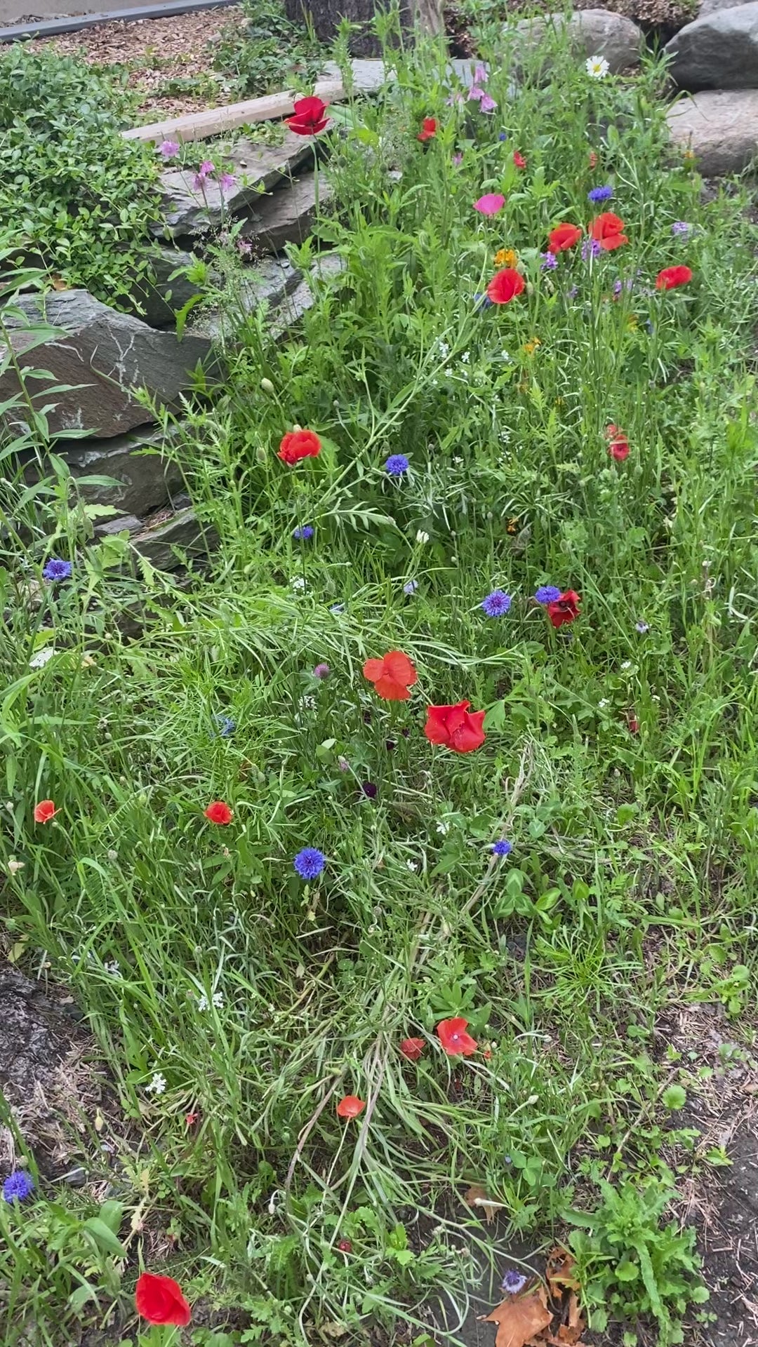 Ripkitty Premium Whole Raw Organic - White Poppy Seeds - Papaver Somniferum - Multicolor Ornamental