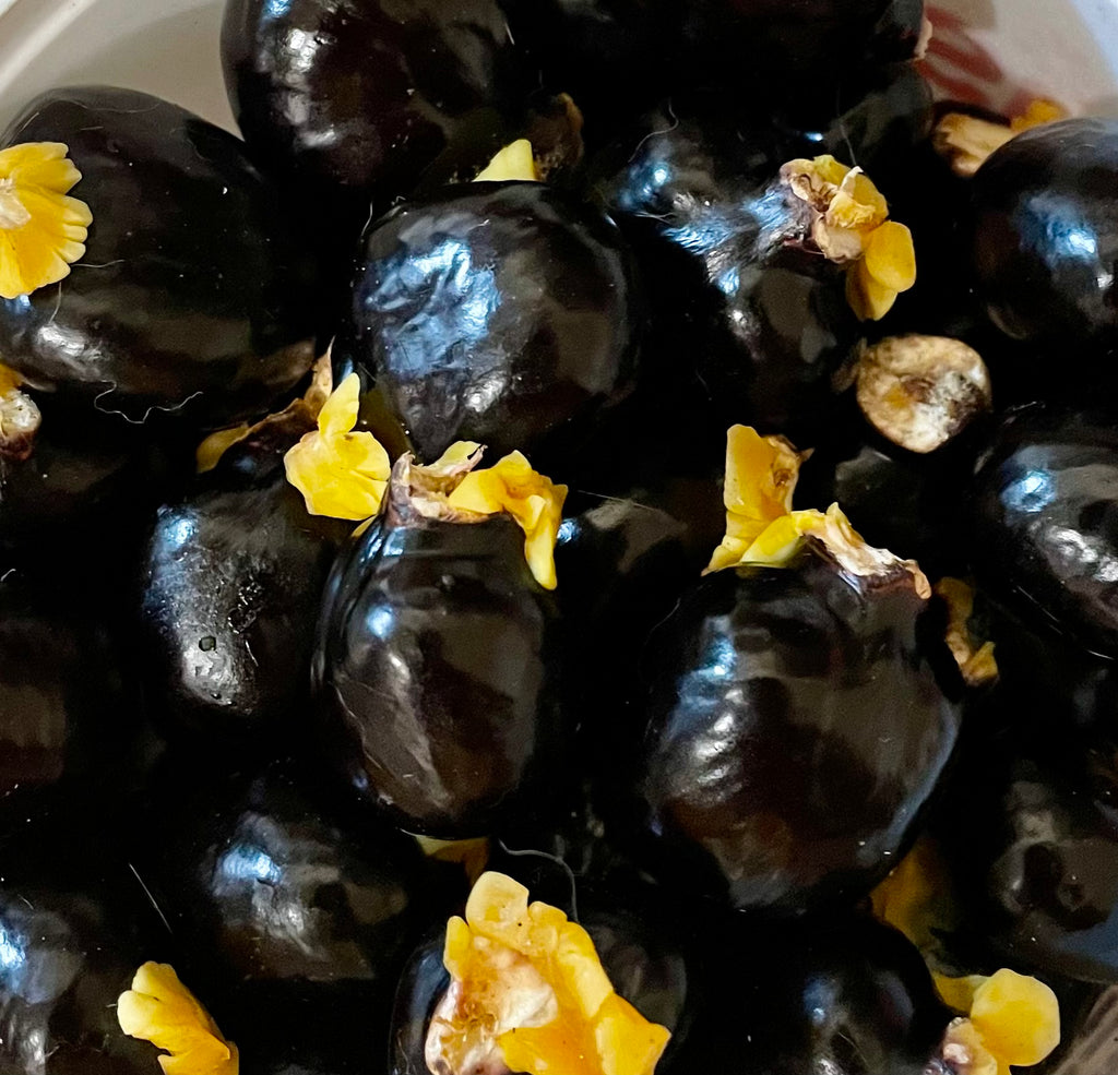 Ripkitty Signature Ornamental Ackee Seeds (Blighia sapida) | High-Viability Tropical Seeds