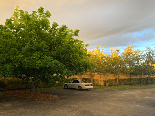 Ripkitty Signature Ornamental Ackee Seeds (Blighia sapida) | High-Viability Tropical Seeds