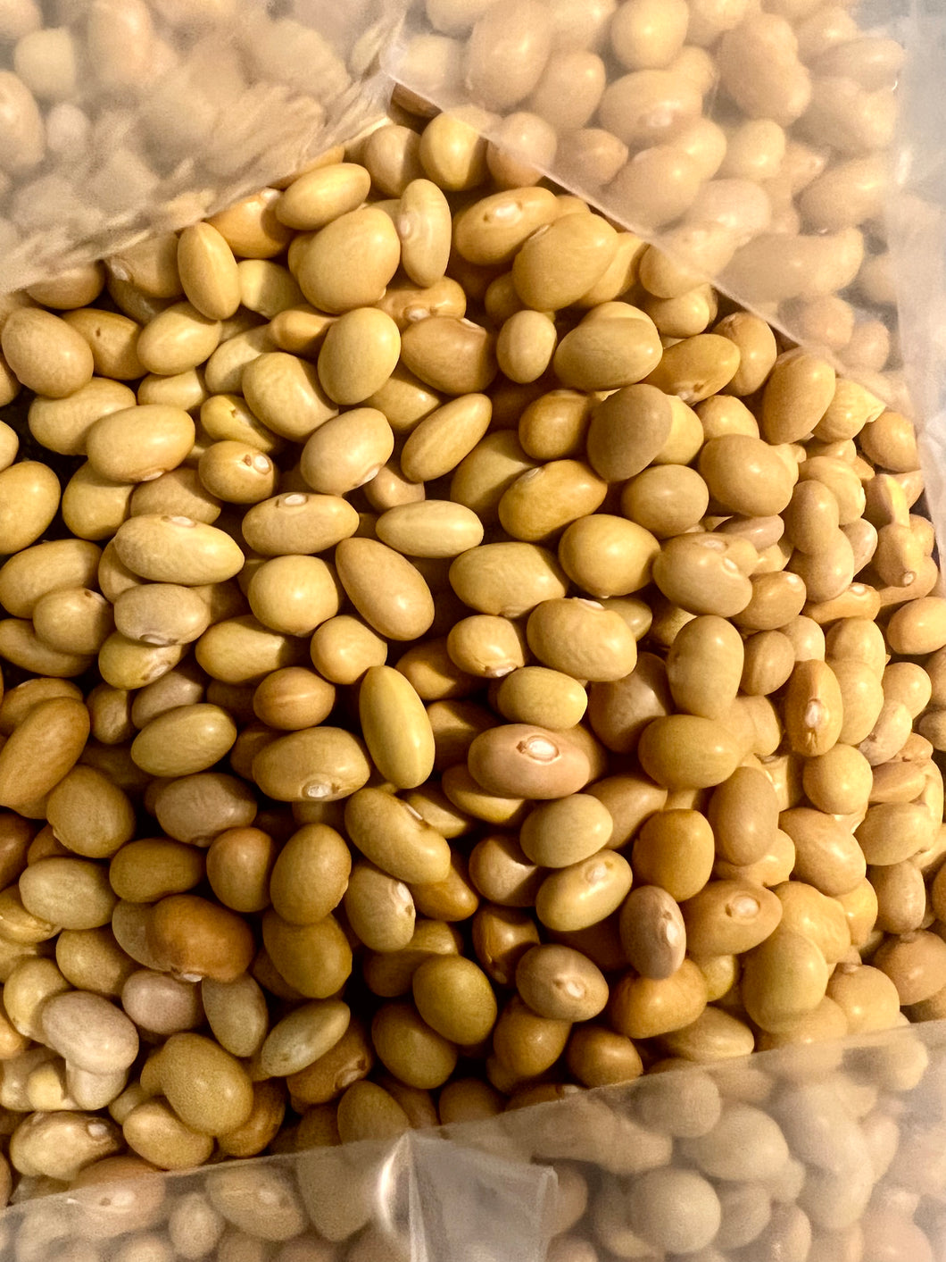 Ripkitty Peruvian Canary Beans Peas Phaseolus vulgaris