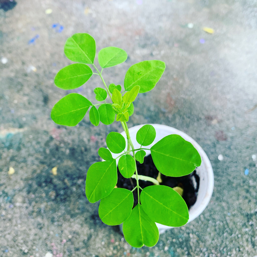 Ripkitty Moringa Oleifera (Tree of Life) Wingless Seeds, Nuts