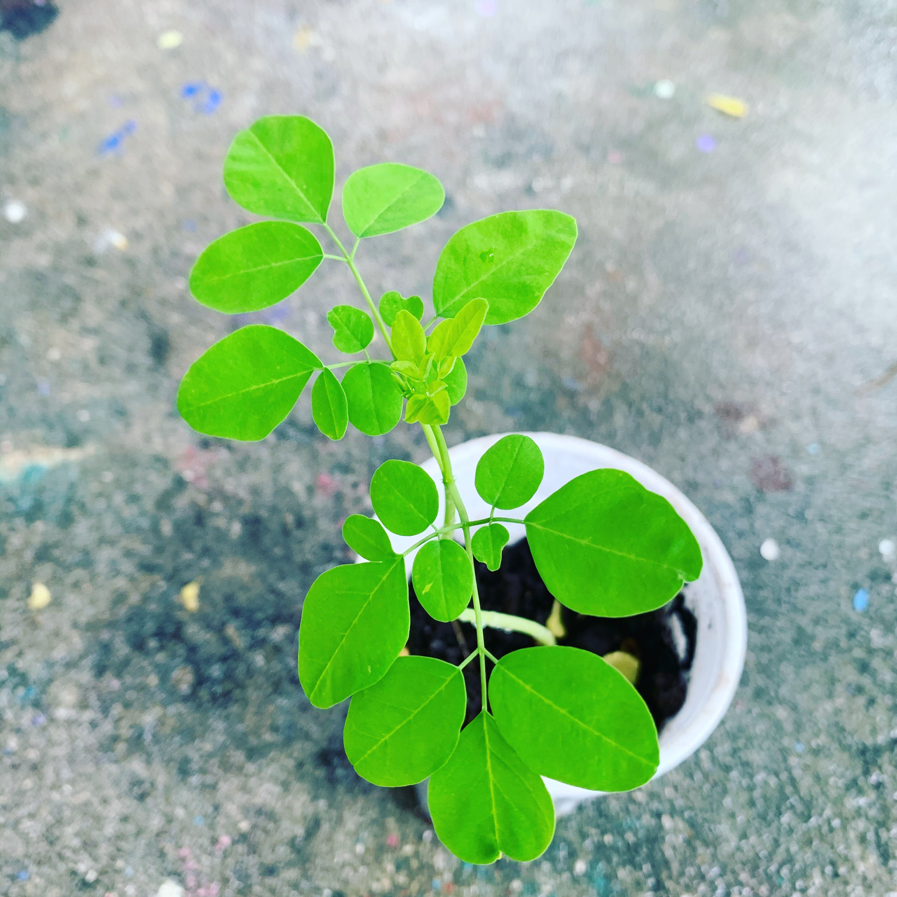 Ripkitty Moringa Oleifera (Tree of Life) Wingless Seeds, Nuts