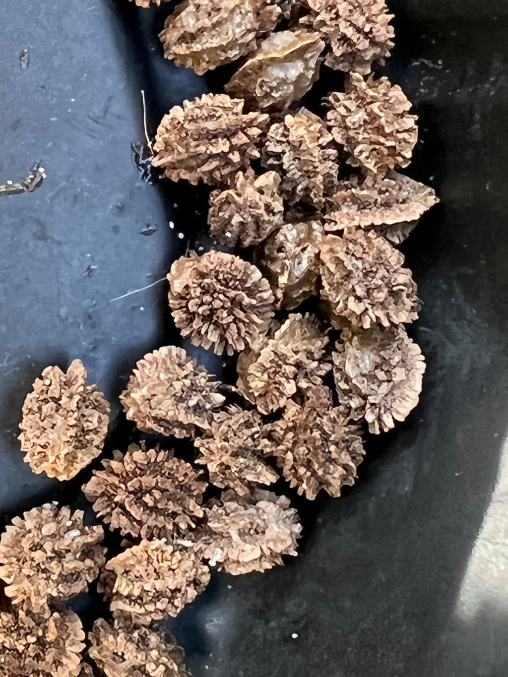 Ripkitty Premium Papaya Seeds (Carica Papaya) - Tropical Fruit Tree Cultivation