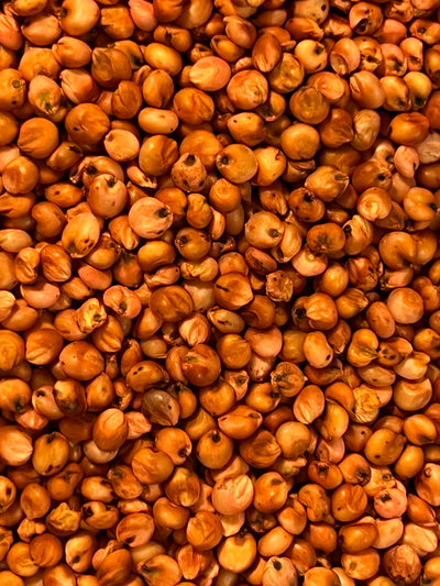 Ripkitty Sorghum Bicolor, (Milo Short) Seeds