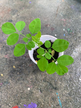 Load image into Gallery viewer, Ripkitty Moringa Oleifera (Tree of Life) Wingless Seeds, Nuts
