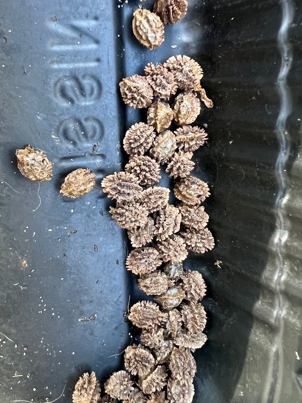 Ripkitty Premium Papaya Seeds (Carica Papaya) - Tropical Fruit Tree Cultivation