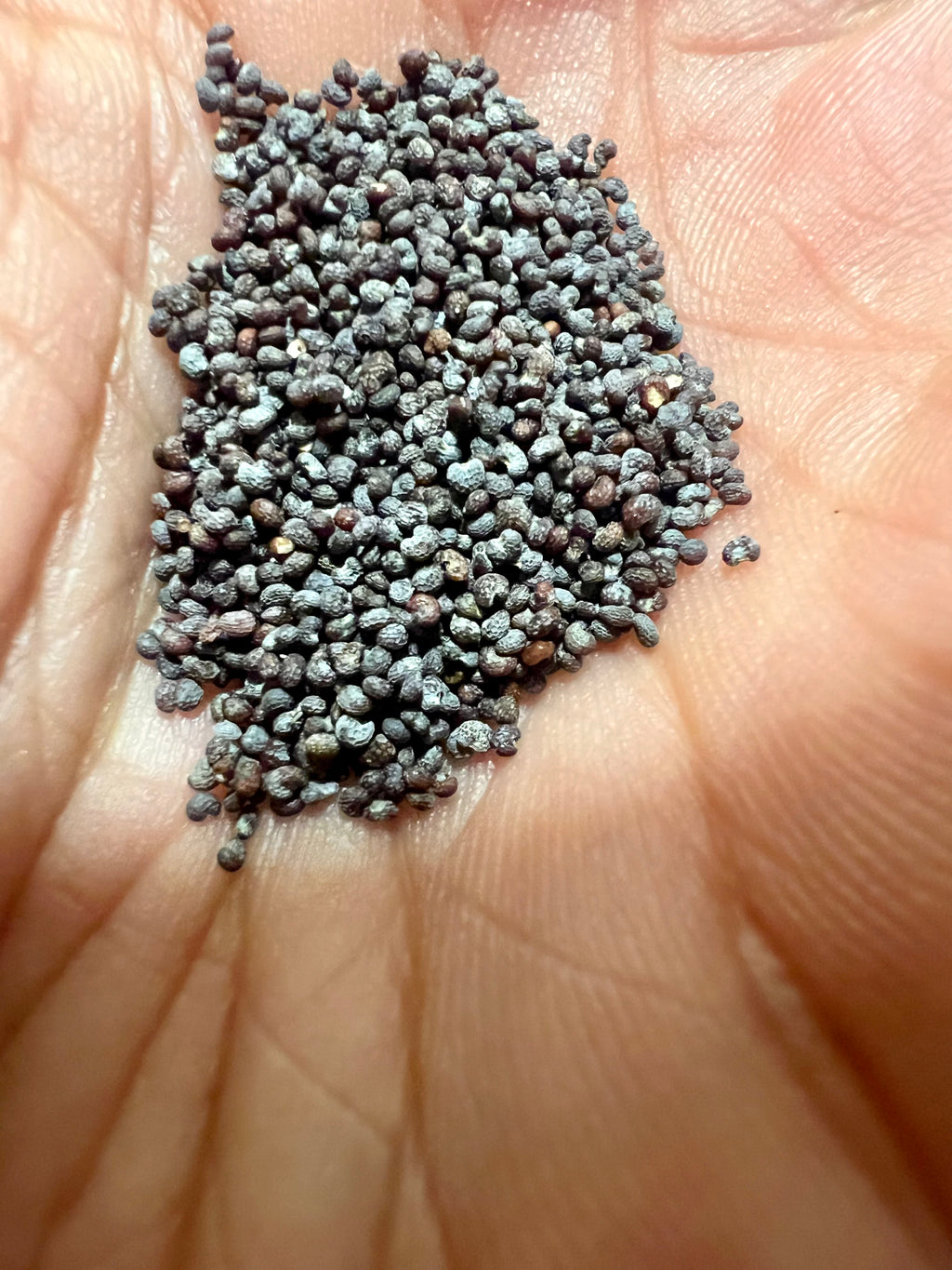 Ripkitty Premium Whole Raw Organic Blue Poppy Spain Seeds - Papaver Somniferum - Multicolor - Ornamental Garden Bloom