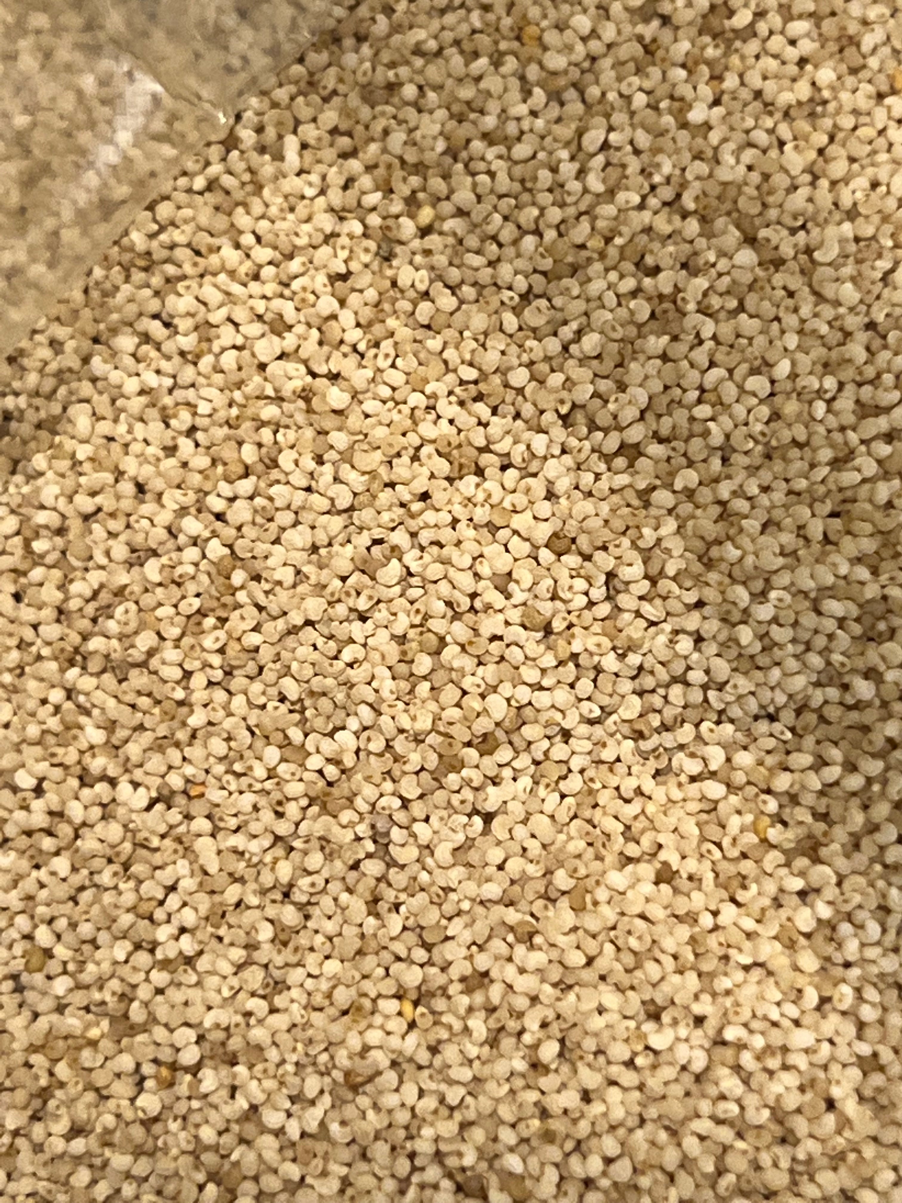 Ripkitty Premium Whole Raw Organic - White Poppy Seeds - Papaver Somniferum - Multicolor Ornamental