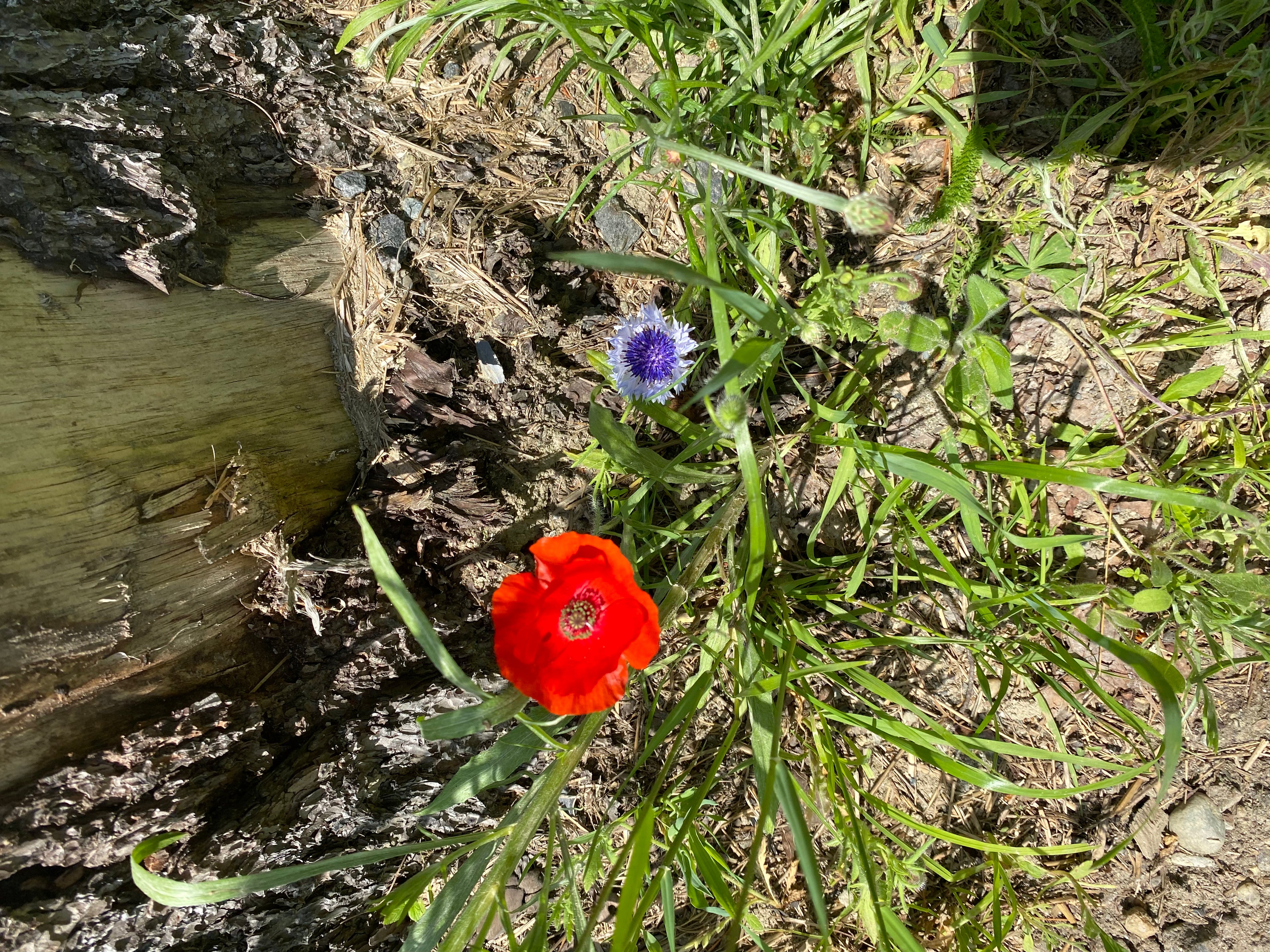Ripkitty Premium Whole Raw Organic - White Poppy Seeds - Papaver Somniferum - Multicolor Ornamental