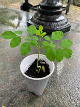 Load image into Gallery viewer, Ripkitty Moringa Oleifera (Tree of Life) Wingless Seeds, Nuts
