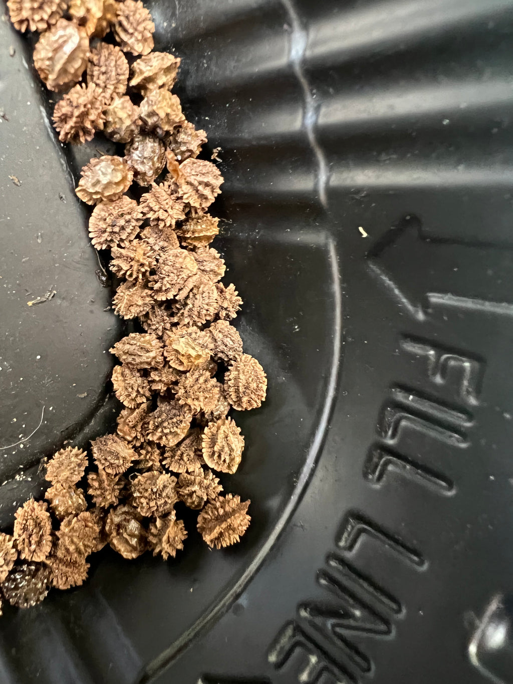 Ripkitty Premium Papaya Seeds (Carica Papaya) - Tropical Fruit Tree Cultivation