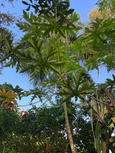 Load image into Gallery viewer, Ripkitty Florida Carica Papaya Seeds Plant Tall Tropical Trees
