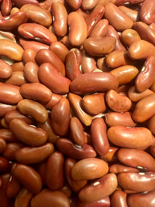 Ripkitty Red Kidney Bean Seeds - Drought-Tolerant Agricultural Grains