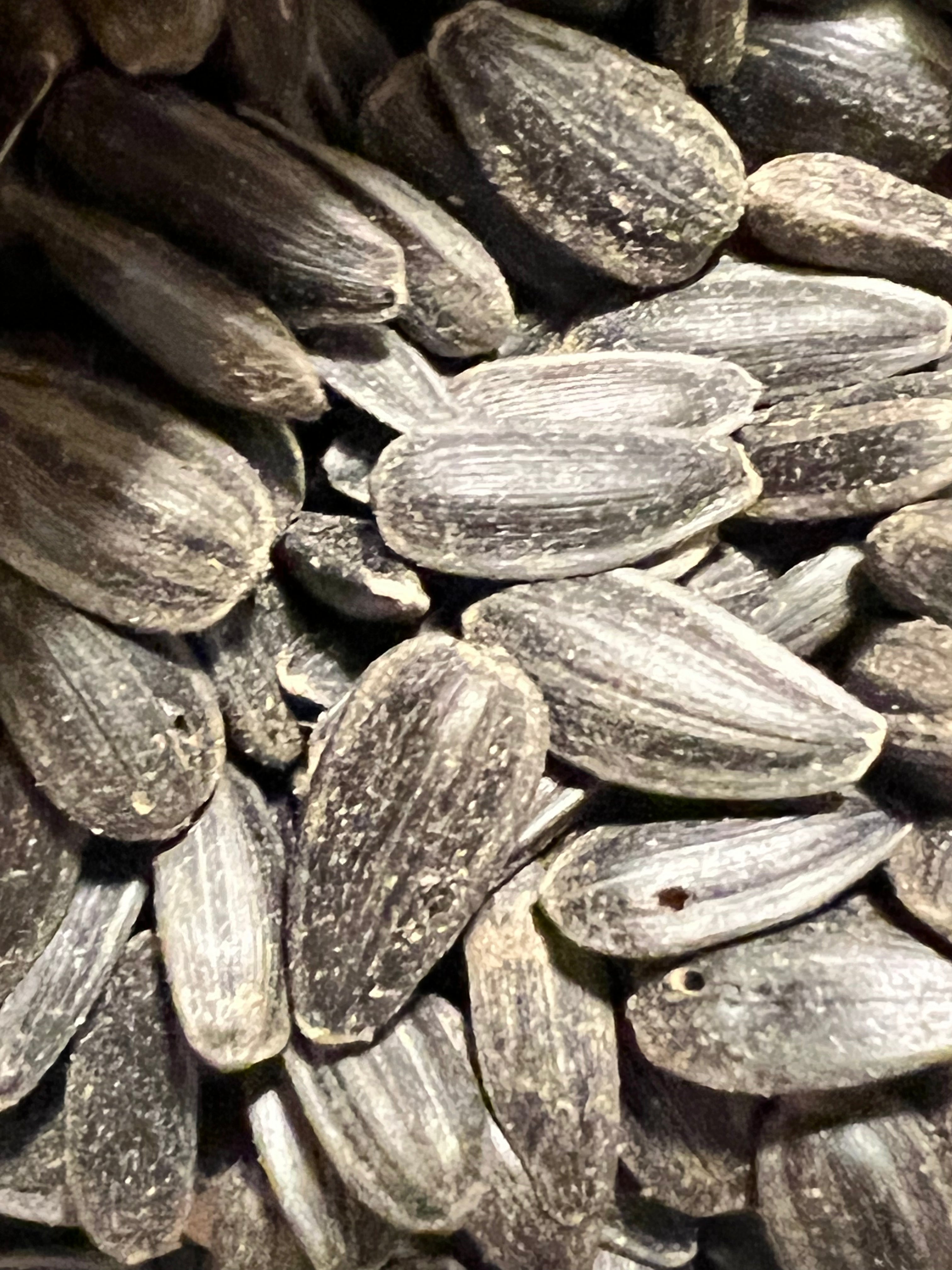 Ripkitty Premium Black Oil Sunflower Seeds - High-Energy Bird Feed & Garden Heirloom
