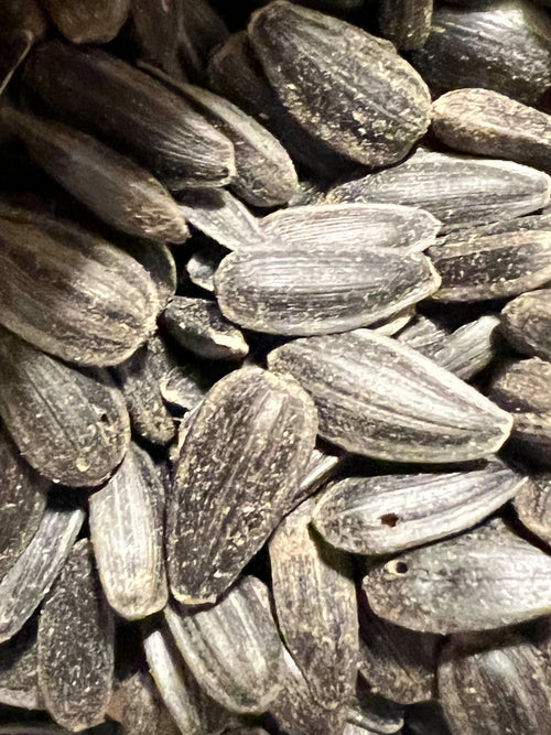 Ripkitty Premium Black Oil Sunflower Seeds - High-Energy Bird Feed & Garden Heirloom
