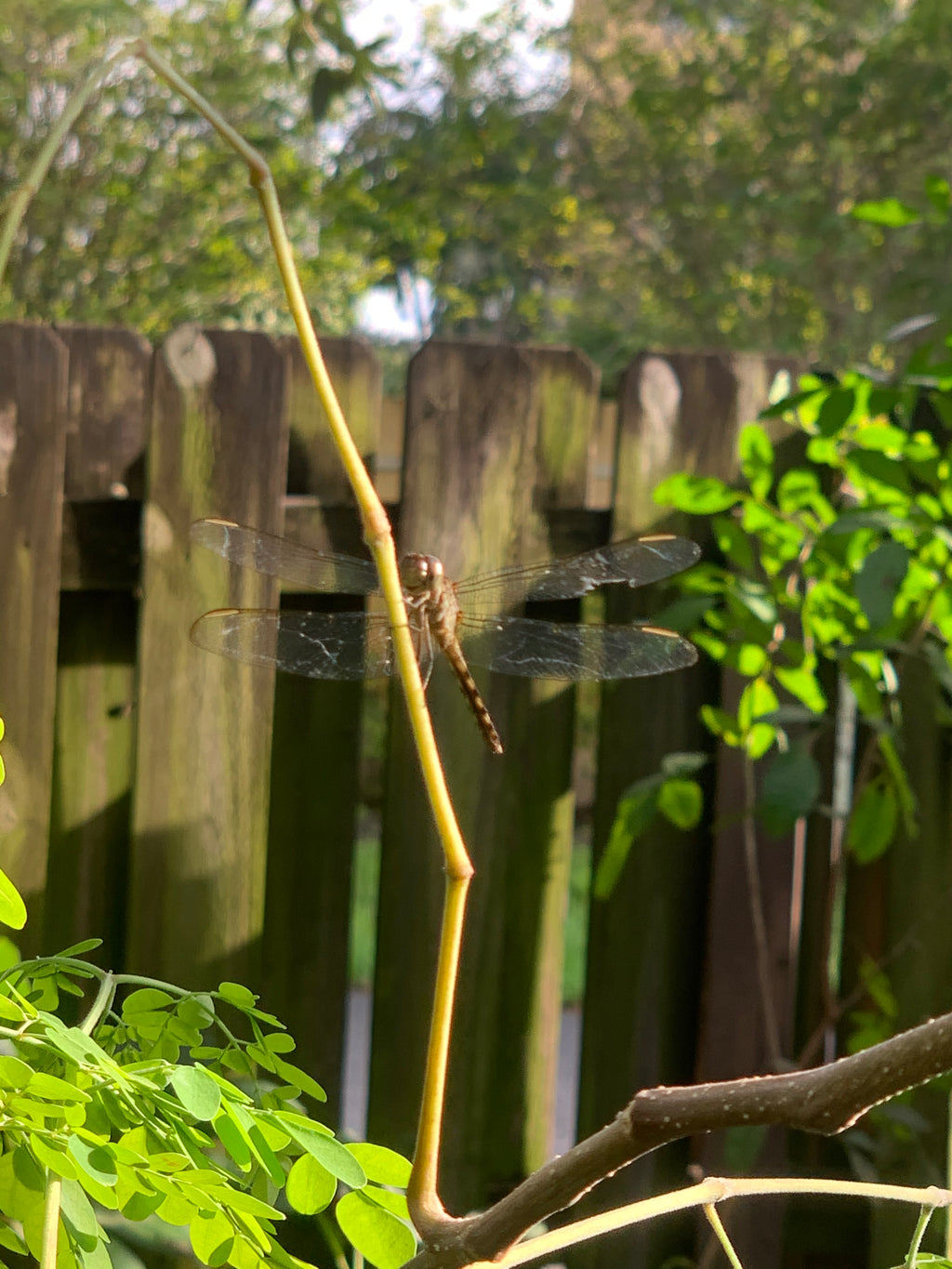 Ripkitty Moringa Oleifera (Tree of Life) Wingless Seeds, Nuts