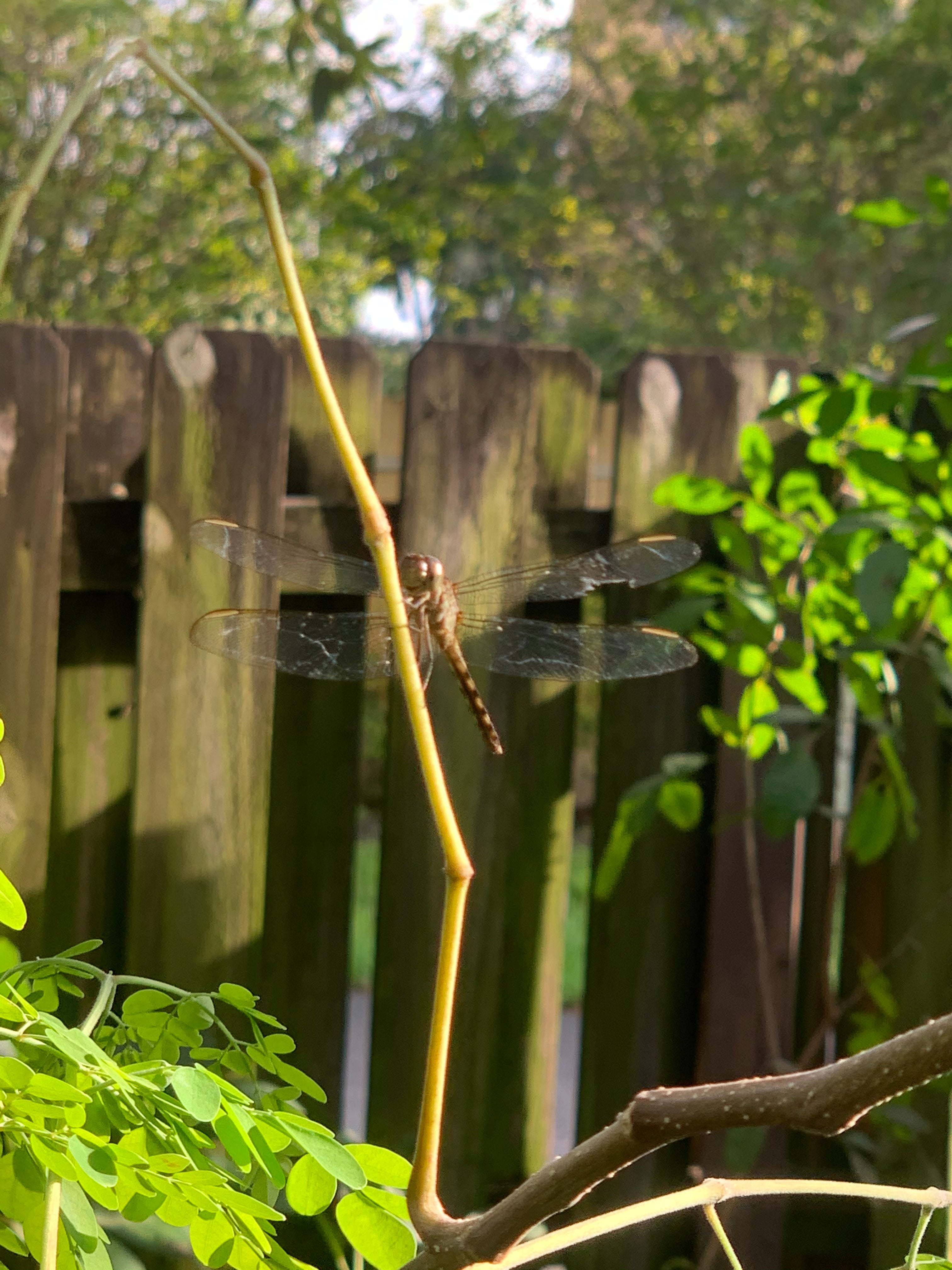 Ripkitty Moringa Oleifera (Tree of Life) Wingless Seeds, Nuts