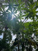 Load image into Gallery viewer, Ripkitty Florida Carica Papaya Seeds Plant Tall Tropical Trees
