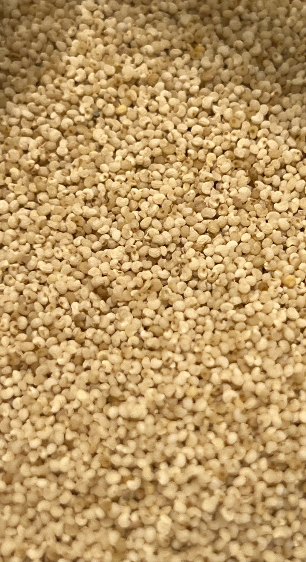 Ripkitty Premium Whole Raw Organic - White Poppy Seeds - Papaver Somniferum - Multicolor Ornamental