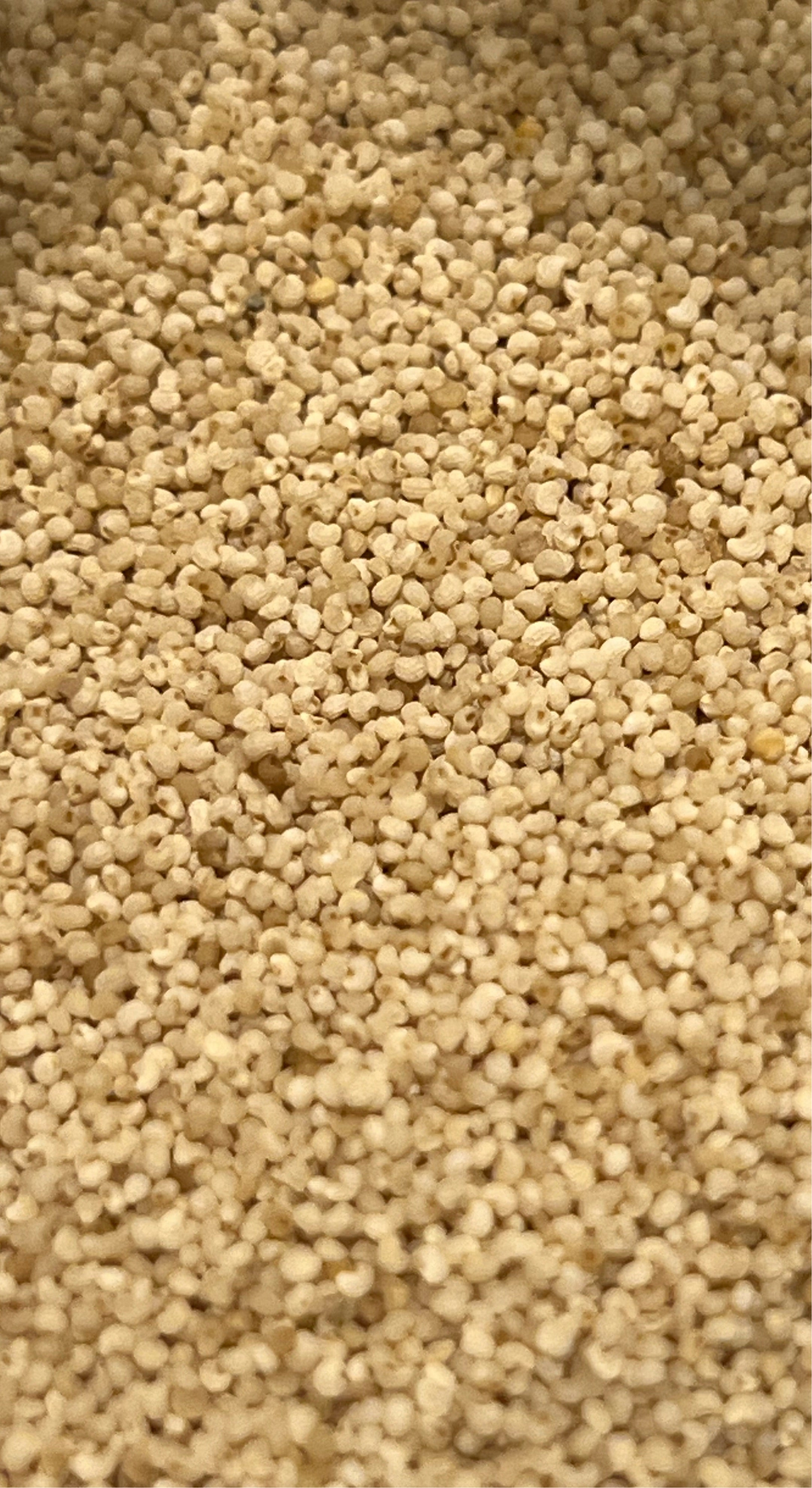 Ripkitty Premium Whole Raw Organic - White Poppy Seeds - Papaver Somniferum - Multicolor Ornamental