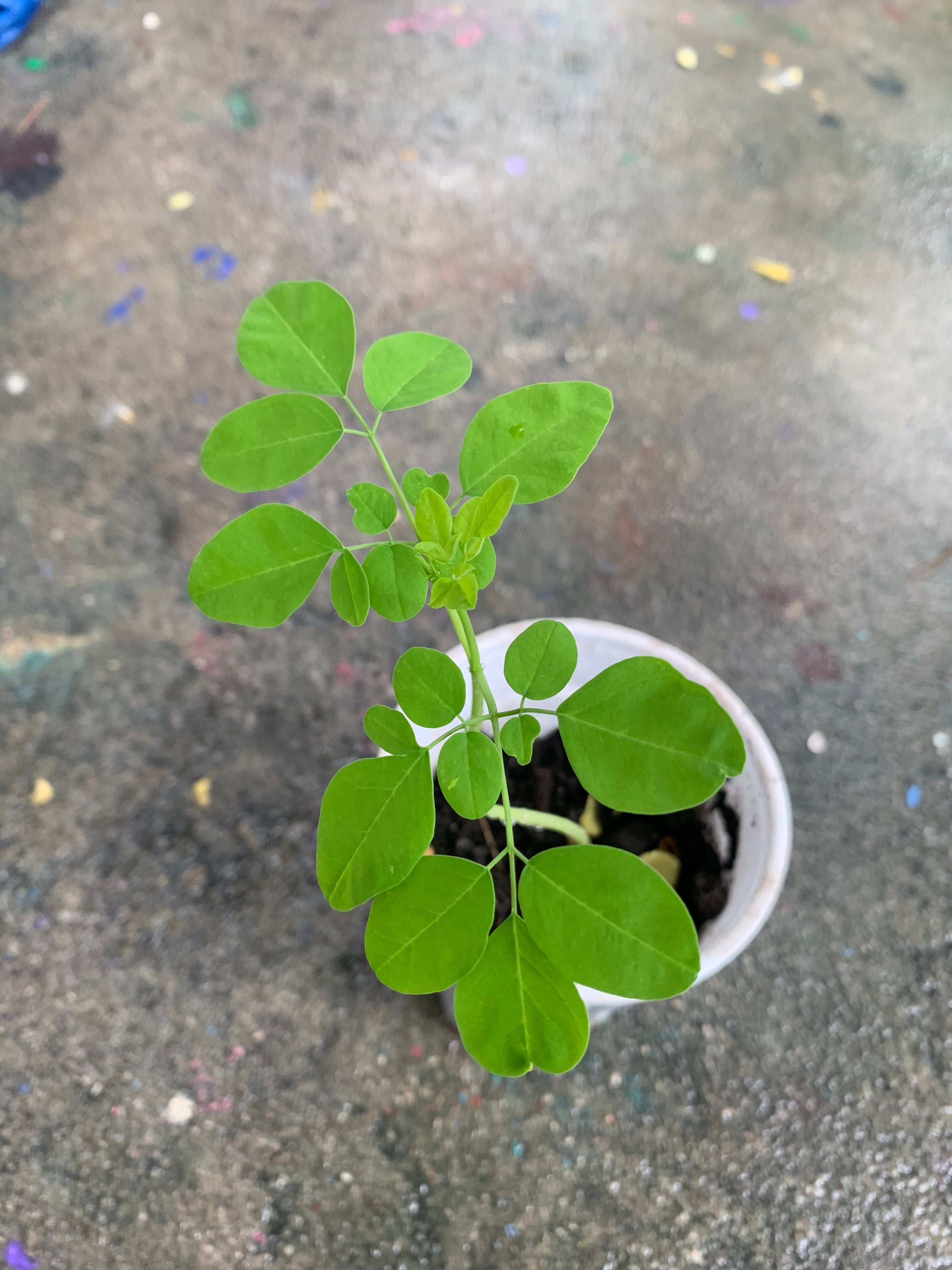 Ripkitty Moringa Oleifera (Tree of Life) Wingless Seeds, Nuts
