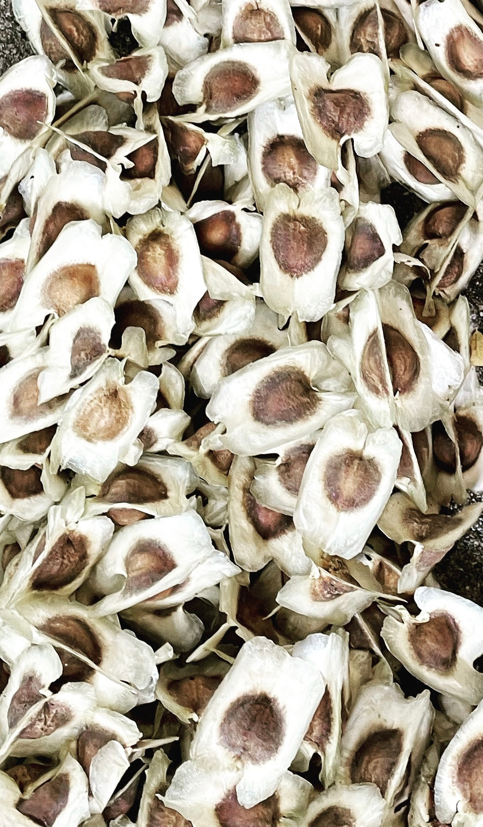 Ripkitty Moringa Oleifera (Tree of Life) Wingless Seeds, Nuts