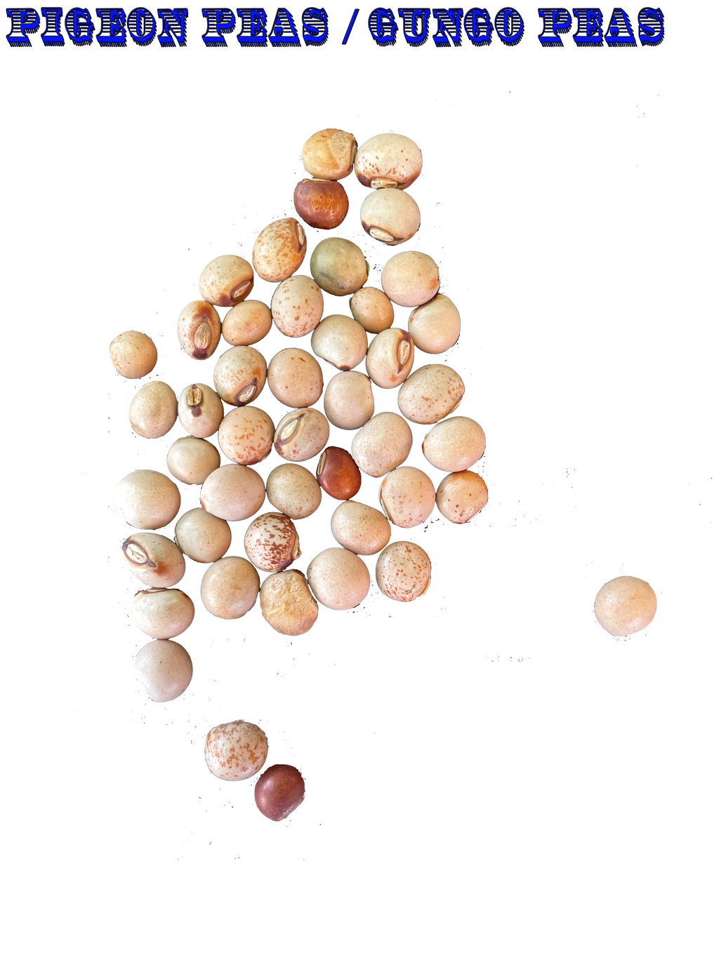 Ripkitty Premium Pigeon Peas (Cajanus Cajan) - Tropical Heirloom Seeds