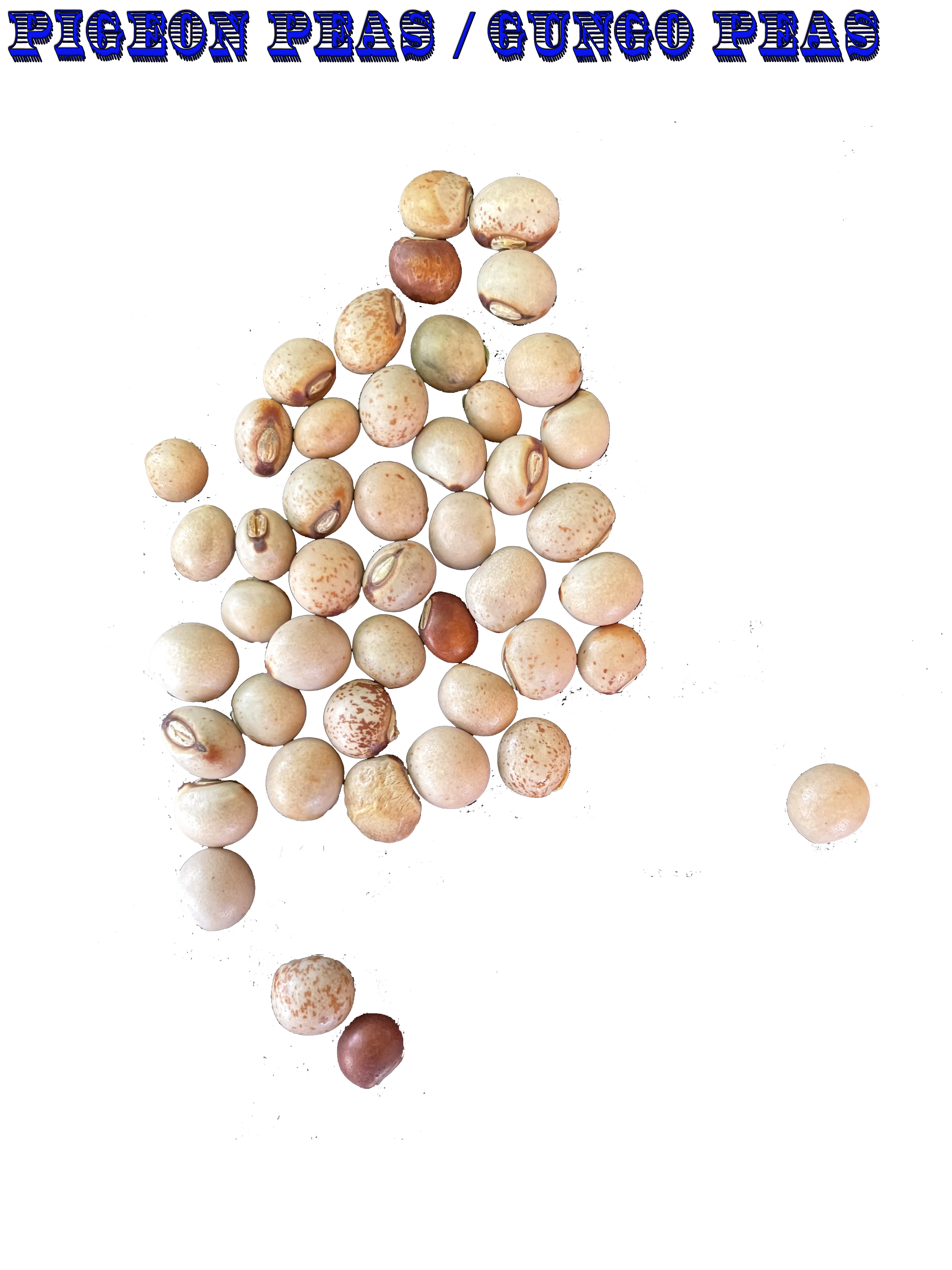 Ripkitty Premium Pigeon Peas (Gungo) Cajanus Cajan