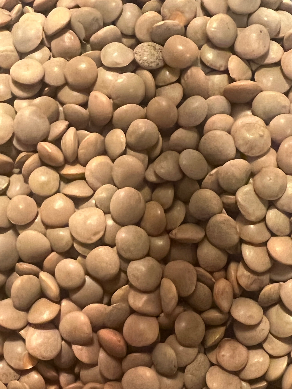 lose-up of Ripkitty Masoor lentil seeds for sprouting — tan and light brown whole lentils filling the frame, showing smooth rounded disc shape with slight sheen, warm-toned background